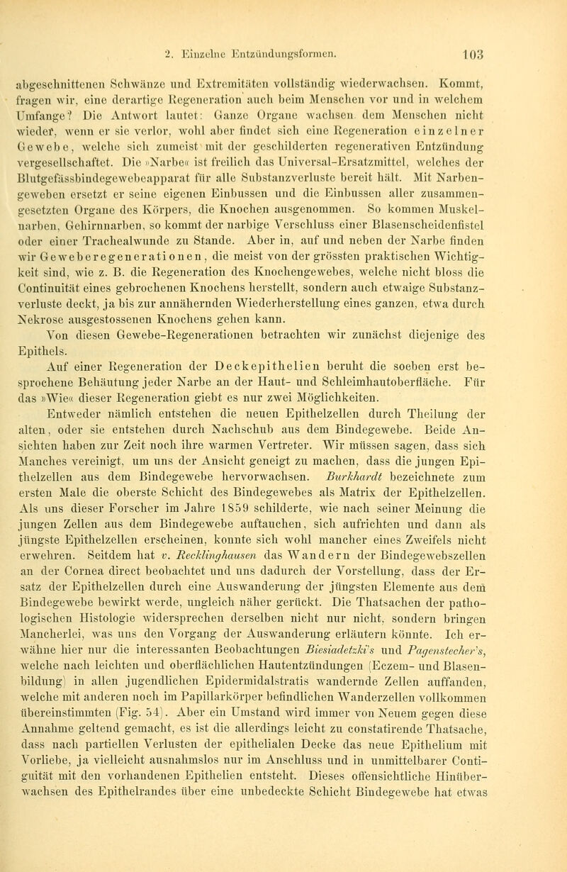 abgeschnittenen Schwänze und Extremitäten vollständig wiederwachsen. Kommt, fragen wir, eine derartige Regeneration auch beim Menschen vor und in welchem Umfange? Die Antwort lautet: Ganze Organe wachsen dem Menschen nicht wieder, wenn er sie verlor, wohl aber findet sich eine Regeneration einzelner Gewebe, welche sich zumeist mit der geschilderten regenerativen Entzündung vergesellschaftet. Die »Narbe« ist freilich das Universal-Ersatzmittel, welches der Blutgefässbindegewebeapparat für alle Substanzverluste bereit hält. Mit Narben- geweben ersetzt er seine eigenen Einbussen und die Einbussen aller zusammen- gesetzten Organe des Körpers, die Knochen ausgenommen. So kommen Muskel- narben, Gehirnnarben, so kommt der narbige Verschluss einer Blasenscheidenfistel oder einer Trachealwunde zu Stande. Aber in, auf und neben der Narbe finden wir Geweberegenerationen, die meist von der grössten praktischen Wichtig- keit sind, wie z. B. die Regeneration des Knochengewebes, welche nicht bloss die Continuität eines gebrochenen Knochens herstellt, sondern auch etwaige Substanz- verluste deckt, ja bis zur annähernden Wiederherstellung eines ganzen, etwa durch Nekrose ausgestossenen Knochens gehen kann. Von diesen Gewebe-Regenerationen betrachten wir zunächst diejenige des Epithels. Auf einer Regeneration der Deckepithelien beruht die soeben erst be- sprochene Behäutung jeder Narbe an der Haut- und Schleimhautoberfläche. Für das »Wie« dieser Regeneration giebt es nur zwei Möglichkeiten. Entweder nämlich entstehen die neuen Epithelzellen durch Theilung der alten, oder sie entstehen durch Nachschub aus dem Bindegewebe. Beide An- sichten haben zur Zeit noch ihre warmen Vertreter. Wir müssen sagen, dass sich Manches vereinigt, um uns der Ansicht geneigt zu machen, dass die jungen Epi- thelzellen aus dem Bindegewebe hervorwachsen. Burkhardt bezeichnete zum ersten Male die oberste Schicht des Bindegewebes als Matrix der Epithelzellen. Als uns dieser Forscher im Jahre 1859 schilderte, wie nach seiner Meinung die jungen Zellen aus dem Bindegewebe auftauchen, sich aufrichten und dann als jüngste Epithelzellen erscheinen, konnte sich wohl mancher eines Zweifels nicht erwehren. Seitdem hat v. RecMinghausen das Wandern der Bindegewebszellen an der Cornea direct beobachtet und uns dadurch der Vorstellung, dass der Er- satz der Epithelzellen durch eine Auswanderung der jüngsten Elemente aus dem Bindegewebe bewirkt werde, ungleich näher gerückt. Die Thatsachen der patho- logischen Histologie widersprechen derselben nicht nur nicht, sondern bringen Mancherlei, was uns den Vorgang der Auswanderung erläutern könnte. Ich er- wähne hier nur die interessanten Beobachtungen BiesiadetzWs und Pagenstecher's, welche nach leichten und oberflächlichen Hautentzündungen (Eczem- und Blasen- bildung) in allen jugendlichen Epidermidalstratis wandernde Zellen auffanden, welche mit anderen noch im Papillarkörper befindlichen Wanderzellen vollkommen übereinstimmten (Fig. 54). Aber ein Umstand wird immer von Neuem gegen diese Annahme geltend gemacht, es ist die allerdings leicht zu constatirende Thatsache, dass nach partiellen Verlusten der epithelialen Decke das neue Epithelium mit Vorliebe, ja vielleicht ausnahmslos nur im Anschluss und in unmittelbarer Conti- guität mit den vorhandenen Epithelien entsteht. Dieses offensichtliche Hinüber- wachsen des Epithelrandes über eine unbedeckte Schicht Bindegewebe hat etwas