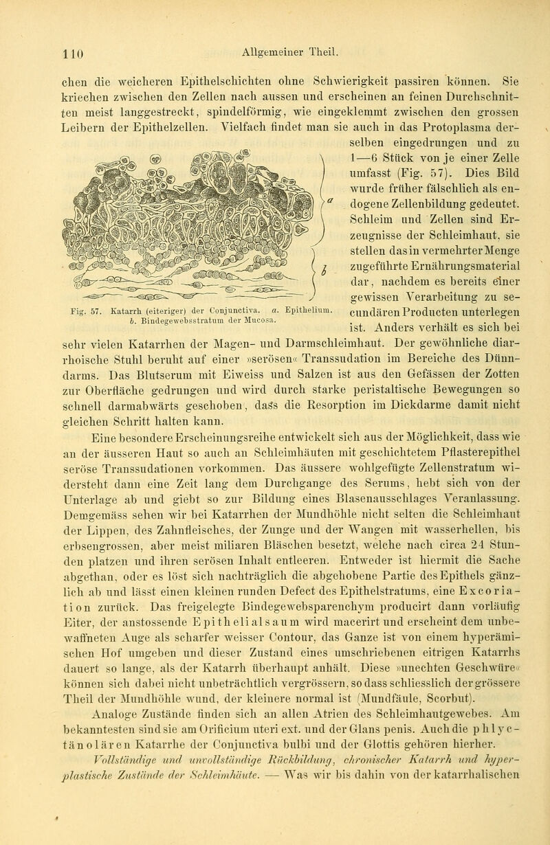 Fig. 57. Katarrh (eiteriger) der Conjunctiva. a. Epithelium. 6. Bindegewebsstratnm der Mucosa. chen die weicheren Epithelschicliten olme Schwierigkeit passiren können. Sie kriechen zwischen den Zellen nach aussen und erscheinen an feinen Durchschnit- ten meist langgestreckt, spindelförmig, wie eingeklemmt zwischen den grossen Leibern der Epithelzellen. Vielfach findet man sie auch in das Protoplasma der- selben eingedrungen und zu 1—6 Stück von je einer Zelle umfasst (Fig. 57). Dies Bild wurde früher fälschlich als en- dogene Zellenbildung gedeutet. Schleim und Zellen sind Er- zeugnisse der Schleimhaut, sie stellen das in vermehrter Menge zugeführte Ernährungsmaterial dar, nachdem es bereits einer gewissen Verarbeitung zu se- cundären Producten unterlegen ist. Anders verhält es sich bei sehr vielen Katarrhen der Magen- und Darmschleimhaut. Der gewöhnliche diar- rhoische Stuhl beruht auf einer »serösen« Transsudation im Bereiche des Dünn- darms. Das Blutserum mit Eiweiss und Salzen ist aus den Gefässen der Zotten zur Oberfläche gedrungen und wird durch starke peristaltische Bewegungen so schnell darmabwärts geschoben, das*s die Resorption im Dickdarme damit nicht gleichen Schritt halten kann. Eine besondere Erscheinungsreihe entwickelt sich aus der Möglichkeit, dass wie an der äusseren Haut so auch an Schleimhäuten mit geschichtetem Pfiasterepithel seröse Transsudationen vorkommen. Das äussere wohlgefügte Zellenstratum wi- dersteht dann eine Zeit lang dem Durchgange des Serums, hebt sich von der Unterlage ab und giebt so zur Bildung eines Blasenausschlages Veranlassung. Demgemäss sehen wir bei Katarrhen der Mundhöhle nicht selten die Schleimhaut der Lippen, des Zahnfleisches, der Zunge und der Wangen mit wasserhellen, bis erbsengrossen, aber meist miliaren Bläschen besetzt, welche nach circa 24 Stun- den platzen und ihren serösen Inhalt entleeren. Entweder ist hiermit die Sache abgethan, oder es löst sich nachträglich die abgehobene Partie des Epithels gänz- lich ab und lässt einen kleinen runden Defect des Epithelstratunis, eine Excoria- tion zurück. Das freigelegte Bindegewebsparenchym producirt dann vorläufig Eiter, der anstossende Epithelial säum wird macerirt und erscheint dem unbe- waffneten Auge als scharfer weisser Contour, das Ganze ist von einem hyperämi- schen Hof umgeben und dieser Zustand eines umschriebenen eitrigen Katarrhs dauert so lange, als der Katarrh überhaupt anhält. Diese »unechten Geschwüre« können sich dabei nicht unbeträchtlich vergrössern, sodass schliesslich der grössere Theil der Mundhöhle wund, der kleinere normal ist (Mundfäule, Scorbut). Analoge Zustände finden sich an allen Atrien des Schleimhautgewebes. Am bekanntesten sind sie amOrificium uteri ext. und derGlans penis. Auch die phlyc- tänolären Katarrhe der Conjunctiva bulbi und der Glottis gehören hierher. Vollständige und unvollständige Rückbildung, chronischer Katarrh und hyper- plastische Zustände der Schleimhäute. — Was wir bis dahin von der katarrhalischen