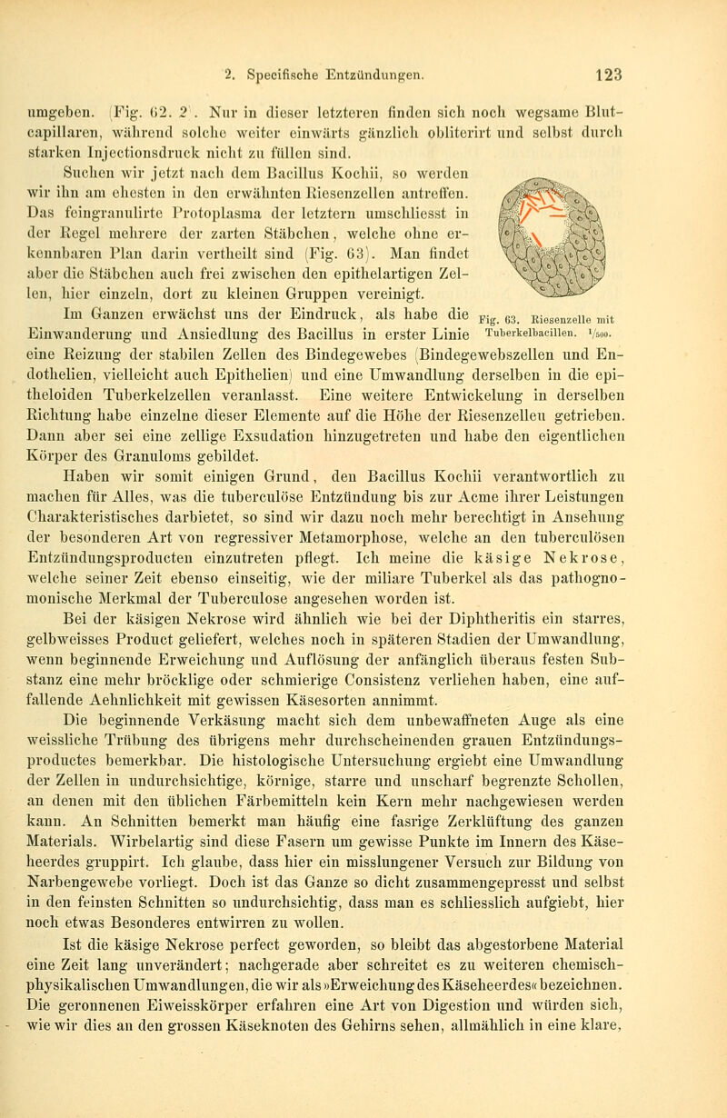 umgeben. (Fig. (>2. 2 . Nur in dieser letzteren finden sich noch wegsame Blut- capillaren, während solche weiter einwärts gänzlich obliterirt und selbst durch starken Injectionsdruck nicht zu füllen sind. Suchen wir jetzt nach dem Bacillus Kochii, so werden wir ihn am ehesten in den erwähnten Riesenzellen antreffen. Das foingranulirtc Protoplasma der letztern umschliesst in der Regel mehrere der zarten Stäbchen, welche ohne er- kennbaren Plan darin vertheilt sind (Fig. 63). Man findet aber die Stäbchen auch frei zwischen den epithelartigen Zel- len, hier einzeln, dort zu kleinen Gruppen vereinigt. Im Ganzen erwächst uns der Eindruck, als habe die Fig 63 niesenzeiie mit Einwanderung und Ansiedlung des Bacillus in erster Linie Tuberkeibaciiien. y6oo. eine Reizung der stabilen Zellen des Bindegewebes (Bindegewebszellen und En- dothelien, vielleicht auch Epithelien) und eine Umwandlung derselben in die epi- theloiden Tuberkelzellen veranlasst. Eine weitere Entwickelung in derselben Richtung habe einzelne dieser Elemente auf die Höhe der Riesenzelleu getrieben. Dann aber sei eine zellige Exsudation hinzugetreten und habe den eigentlichen Körper des Granuloms gebildet. Haben wir somit einigen Grund, den Bacillus Kochii verantwortlich zu machen für Alles, was die tuberculöse Entzündung bis zur Acme ihrer Leistungen Charakteristisches darbietet, so sind wir dazu noch mehr berechtigt in Ansehung der besonderen Art von regressiver Metamorphose, welche an den tuberculösen Entzündungsproducten einzutreten pflegt. Ich meine die käsige Nekrose, welche seiner Zeit ebenso einseitig, wie der miliare Tuberkel als das pathogno- monische Merkmal der Tuberculöse angesehen worden ist. Bei der käsigen Nekrose wird ähnlich wie bei der Diphtheritis ein starres, gelbweisses Product geliefert, welches noch in späteren Stadien der Umwandlung, wenn beginnende Erweichung und Auflösung der anfänglich überaus festen Sub- stanz eine mehr bröcklige oder schmierige Consistenz verliehen haben, eine auf- fallende Aehnlichkeit mit gewissen Käsesorten annimmt. Die beginnende Verkäsung macht sich dem unbewaffneten Auge als eine weissliche Trübung des übrigens mehr durchscheinenden grauen Entzündungs- productes bemerkbar. Die histologische Untersuchung ergiebt eine Umwandlung der Zellen in undurchsichtige, körnige, starre und unscharf begrenzte Schollen, an denen mit den üblichen Färbemitteln kein Kern mehr nachgewiesen werden kann. An Schnitten bemerkt man häufig eine fasrige Zerklüftung des ganzen Materials. Wirbelartig sind diese Fasern um gewisse Punkte im Innern des Käse- heerdes gruppirt. Ich glaube, dass hier ein misslungener Versuch zur Bildung von Narbengewebe vorliegt. Doch ist das Ganze so dicht zusammengepresst und selbst in den feinsten Schnitten so undurchsichtig, dass man es schliesslich aufgiebt, hier noch etwas Besonderes entwirren zu wollen. Ist die käsige Nekrose perfect geworden, so bleibt das abgestorbene Material eine Zeit lang unverändert; nachgerade aber schreitet es zu weiteren chemisch- physikalischen Umwandlungen, die wir als »Erweichung des Käseheerdes« bezeichnen. Die geronnenen Eiweisskörper erfahren eine Art von Digestion und würden sich, wie wir dies an den grossen Käseknoten des Gehirns sehen, allmählich in eine klare,