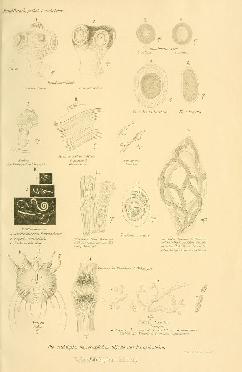 Rindfleisch, paihol. Gewebelehre. I. 3. ■■■;■«•. .; ■■^* ' Bandwurm T. Kalium T.niedioc. 5. 6. //(///(///'/// ?// li'Ojlft' Taenia Soliun> 1. ,'V T. mediocanellala Ei v. Astiris lunibrLc. El vOxyuris 9. '/ 3 Scölex (da* Bnrtltapsel an/ubuyend-j 10. 7}/ c// iu Et 7/ />/ ocaccus Cystenmaiid. (Eushante.) EcUn hcükcfien XalödrWie Grosse von (i. geseklechisrei/en Darmtrichinen !/. iAi/jiirix vernucalaris c ■ Tri.chocephalusdi.?par. 13. ,\ Trichiim spiraTu Trichinöses fleisch, frisch zer. zupft >/!// itiifft'Imassigem Jf/'l', roskap hflrtu'hift. Die Seiden Kapseln der TricJune, joelctie inTig. 13 gezeichnet ist. Die eigene lüipsel des Tlueres ist von der TseLmiise/üosser). r Zemldning des ffeuu-schafts d. Triefwplitfion b 300 1 Achorion. Schönleini I Favuspih.) ci. 3 Sporen, L. auskeimend, C. nach -i Tagen, d. Daverspor Zugleich als Beispiel f. d. anderen Oliliumarteiu) Die wiclitigsten microscapischen Objecte der Pcuxtsitenlehre. .Willi. Engelmaim in. I eip zig-.