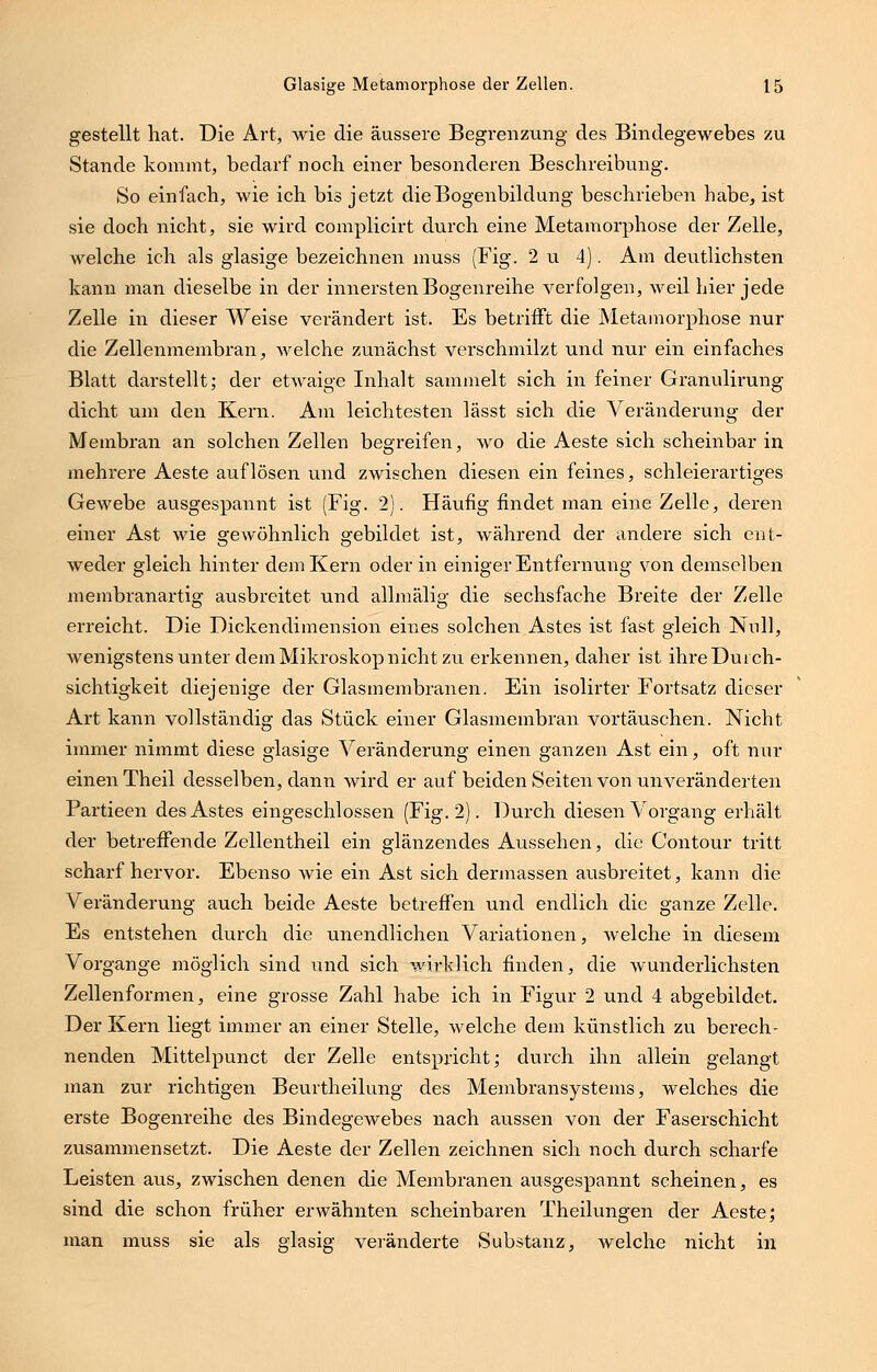 gestellt hat. Die Art, wie die äussere Begrenzung des Bindegewebes zu Stande kommt, bedarf noch einer besonderen Beschreibung. So einfach, wie ich bis jetzt dieBogenbildung beschrieben habe, ist sie doch nicht, sie wird complicirt durch eine Metamorphose der Zelle, welche ich als glasige bezeichnen muss (Fig. 2 u 4). Am deutlichsten kann man dieselbe in der innersten.Bogenreihe verfolgen, weil hier jede Zelle in dieser Weise verändert ist. Es betrifft die Metamorphose nur die Zellenmembran, welche zunächst verschmilzt und nur ein einfaches Blatt darstellt; der etwaige Inhalt sammelt sich in feiner Granulirung dicht um den Kern. Am leichtesten lässt sich die Veränderung der Membran an solchen Zellen begreifen, wo die Aeste sich scheinbar in mehrere Aeste auflösen und zwischen diesen ein feines, schleierartiges Gewebe ausgespannt ist (Fig. 2). Häufig findet man eine Zelle, deren einer Ast wie gewöhnlich gebildet ist, während der andere sich ent- weder gleich hinter dem Kern oder in einiger Entfernung von demselben membranartig ausbreitet und allmälig die sechsfache Breite der Zelle erreicht. Die Dickendimension eines solchen Astes ist fast gleich Null, Avenigstens unter dem Mikroskop nicht zu erkennen, daher ist ihre Durch- sichtigkeit diejenige der Glasmembranen. Ein isolirter Fortsatz dieser Art kann vollständig das Stück einer Glasmembran vortäuschen. Nicht immer nimmt diese glasige Veränderung einen ganzen Ast ein, oft nur einen Theil desselben, dann wird er auf beiden Seiten von unveränderten Partieen des Astes eingeschlossen (Fig. 2). Durch diesen Vorgang erhält der betreffende Zellentheil ein glänzendes Aussehen, die Contour tritt scharf hervor. Ebenso wie ein Ast sich dermassen ausbreitet, kann die Veränderung auch beide Aeste betreffen und endlich die ganze Zelle. Es entstehen durch die unendlichen Variationen, welche in diesem Vorgange möglich sind und sich wirklich finden, die wunderlichsten Zellenformen, eine grosse Zahl habe ich in Figur 2 und 4 abgebildet. Der Kern liegt immer an einer Stelle, welche dem künstlich zu berech- nenden Mittelpunct der Zelle entspricht; durch ihn allein gelangt man zur richtigen Beurtheilung des Membransystems, welches die erste Bogenreihe des Bindegewebes nach aussen von der Faserschicht zusammensetzt. Die Aeste der Zellen zeichnen sich noch durch scharfe Leisten aus, zwischen denen die Membranen ausgespannt scheinen, es sind die schon früher erwähnten scheinbaren Theilungen der Aeste; man muss sie als glasig veränderte Substanz, welche nicht in