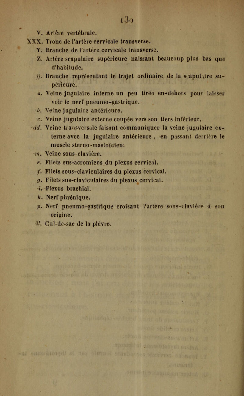 i3o V. Arîère vertébrale. XXX. Tronc de l'artère cervicale transverse. Y. Branche de l'artère cervicale transversa. 2. Artère scapulaire supérieure naissant beaucoup plus bas que d'habitude. jj. Branche représentant le trajet ordinaire de la seapuhire su- périeure. a. Veine jugulaire interne un peu tirée erwdehors pour laisser voir le nerf pneumo-gaHrique. b. Veine jugulaire antérieure* c. Veine jugulaire externe coupée vers son tiers inférieur. dd. Veine transversale faisant communiquer la veine jugulaire ex- terne avec la jugulaire antérieure, en passant derrière le muscle sterno-mastoïdien. m. Veine sous-clavière. e. Filets sus-acromiens du plexus cervical. /. Filets sous-claviculaires du plexus cervical. g. Filets sus-claviculaires du plexus cervical. i. Plexus brachial. h. Nerf phrénique. p. Nerf pneumo-gastrique croisant Tarière sous-r-laviére à son origine. il. Cul-de-sac de la plèvre.