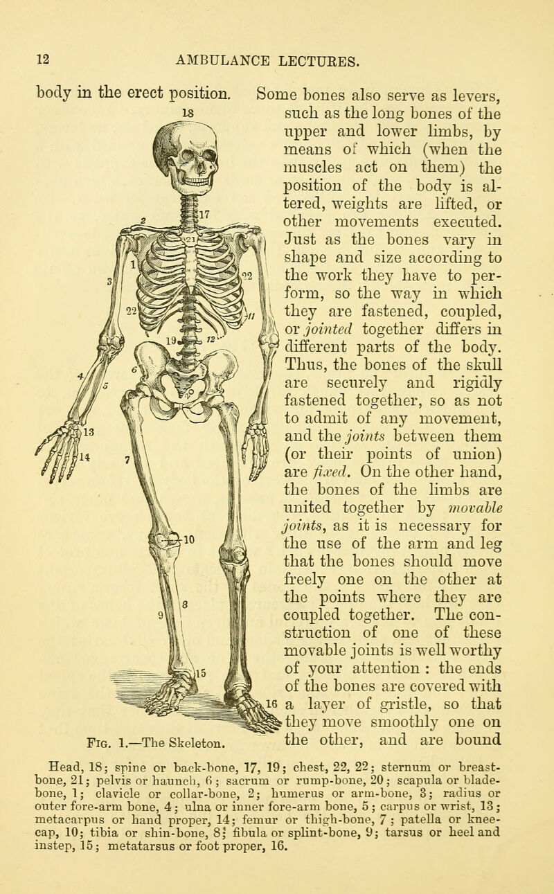 body in the erect position. Fig. 1.—The Skeleton. Some bones also serve as levers, such as the long bones of the upper and lower limbs, by means of which (when the muscles act on them) the position of the body is al- tered, weights are lifted, or other movements executed. Just as the bones vary in shape and size according to the work they have to per- | form, so the way in which \ they are fastened, coupled, }^ or jointed together differs in different parts of the body. Thus, the bones of the skull are securely and rigidly fastened together, so as not to admit of any movement, audi the joints between them (or their points of union) are fixed. On the other hand, the bones of the limbs are united together by movable joints, as it is necessary for the use of the arm and leg that the bones should move freely one on the other at the points where they are coupled together. The con- struction of one of these movable joints is well worthy of your attention : the ends of the bones are covered with a layer of gristle, so that they move smoothly one on the other, and are bound Head, 18; spine or hack-bone, 17, 19; chest, 22, 22; sternum or breast- bone, 21; pelvis or haunch, 6; sacrum or rump-bone, 20; scapula or blade- bone, 1; clavicle or collar-bone, 2; humerus or arm-bone, 3; radius or outer fore-arm bone, 4; ulna or inner fore-arm bone, 5 ; carpus or wrist, 13; metacarpus or hand proper, 14; femur or thigh-bone, 7; patella or knee- cap, 10; tibia or shin-bone, 8; fibula or splint-bone, 9; tarsus or heel and instep, 15; metatarsus or foot proper, 16.