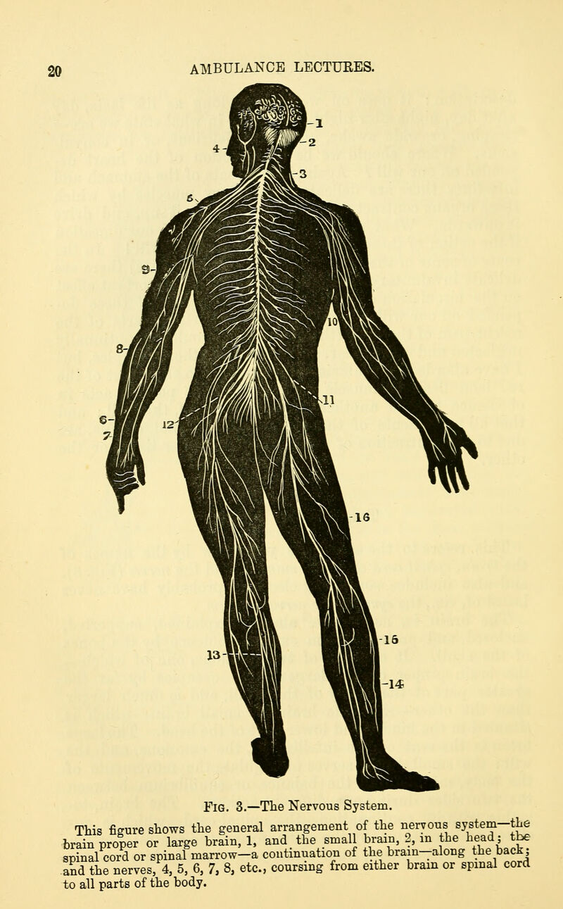 Fig. 3.—The Nervous System. This figure shows the general arrangement of the nervous system—the brain proper or large brain, 1, and. the small brain, 2, m the headj the spinal cord or spinal marrow-a continuation of the brain-along the back; and the nerves, 4, 5, 6, 7, 8, etc., coursing from either brain or spinal cord to all parts of the body.