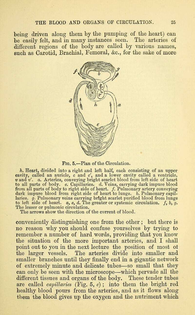 being driven along them by the pumping of the heart) can be easily felt, and in many instances seen. The arteries of different regions of the body are called by various names, such as Carotid, Brachial, Femoral, &c, for the sake of more Fig. 5.—Plan of the Circulation. Ji. Heart, divided into a right and left half, each consisting of an upper cavity, called an auricle, c and c', and a lower cavity called a ventricle, v and v'. a. Arteries, conveying bright scarlet blood from left side of heart to all parts of body. e. Capillaries, d. Veins, carrying dark impure blood from all parts of body to right side of heart. /. Pulmonary artery conveying dark impure blood from right side of heart to lungs, b. Pulmonary capil- laries, g. Pulmonary veins carrying brfght scarlet purified blood from lungs to left side of heart, a, e, d. The greater or systemic circulation. /, b, g. The lesser or pulmonic circulation. The arrows show the direction of the current of blood. conveniently distinguishing one from the other ; but there is no reason why you should confuse yourselves by trying to remember a number of hard words, providing that you know the situation of the more important arteries, and I shall point out to you in the next lecture the position of most o± the larger vessels. The arteries divide into smaller and smaller branches until they finally end in a gigantic network of extremely minute and delicate tubes—so small that they can only be seen with the microscope—which pervade all the different tissues and organs of the body. These tender tubes are called capillaries (Fig. 5, e) ; into them the bright red healthy blood pours from the arteries, and as it flows along them the blood gives up the oxygen and the nutriment which