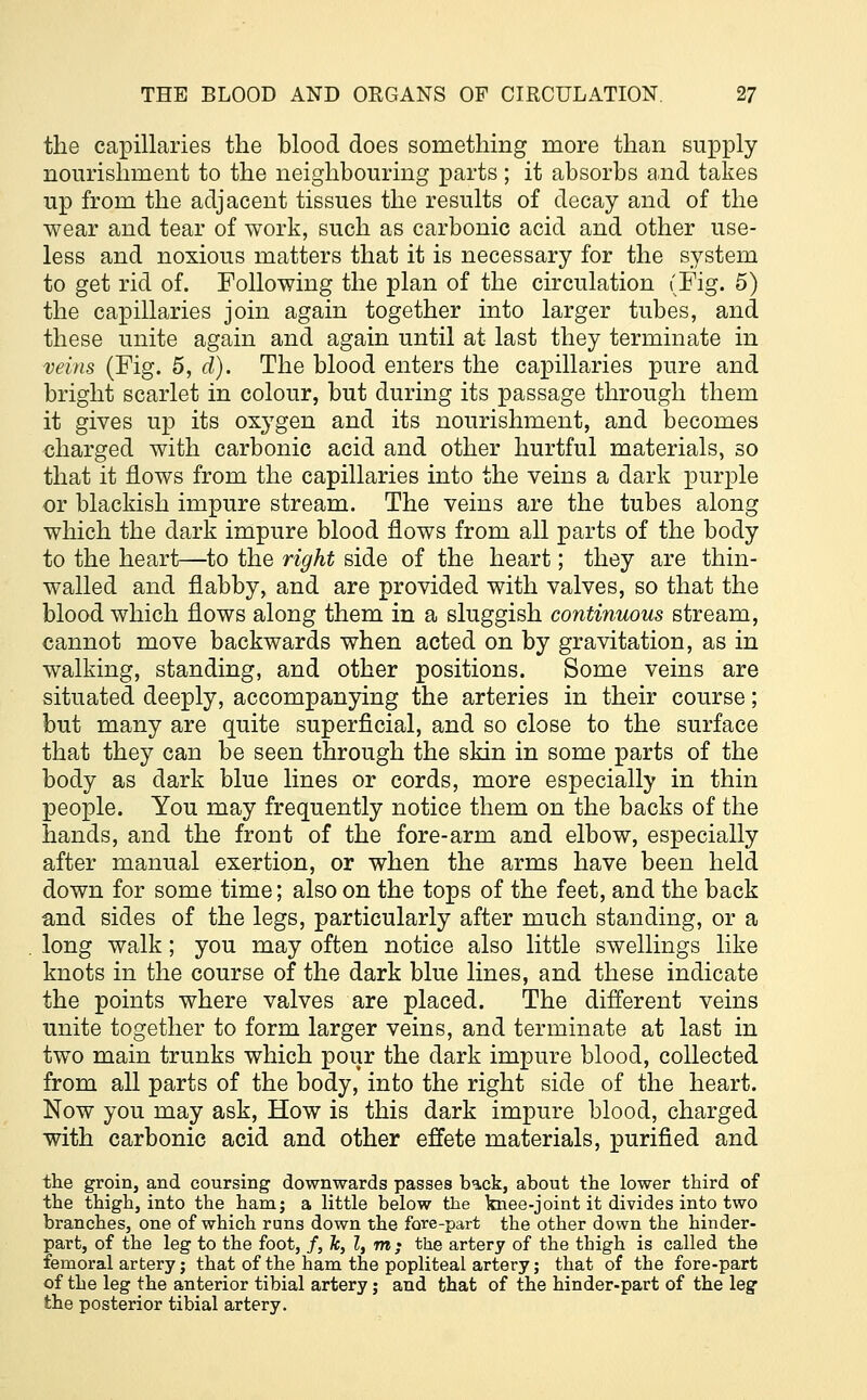 the capillaries the blood does something more than supply nourishment to the neighbouring parts; it absorbs and takes up from the adjacent tissues the results of decay and of the wear and tear of work, such as carbonic acid and other use- less and noxious matters that it is necessary for the system to get rid of. Following the plan of the circulation (Fig. 5) the capillaries join again together into larger tubes, and these unite again and again until at last they terminate in veins (Fig. 5, d). The blood enters the capillaries pure and bright scarlet in colour, but during its passage through them it gives up its oxygen and its nourishment, and becomes charged with carbonic acid and other hurtful materials, so that it flows from the capillaries into the veins a dark purple or blackish impure stream. The veins are the tubes along which the dark impure blood flows from all parts of the body to the heart—to the right side of the heart; they are thin- walled and flabby, and are provided with valves, so that the blood which flows along them in a sluggish continuous stream, cannot move backwards when acted on by gravitation, as in walking, standing, and other positions. Some veins are situated deeply, accompanying the arteries in their course; but many are quite superficial, and so close to the surface that they can be seen through the skin in some parts of the body as dark blue lines or cords, more especially in thin people. You may frequently notice them on the backs of the hands, and the front of the fore-arm and elbow, especially after manual exertion, or when the arms have been held down for some time; also on the tops of the feet, and the back and sides of the legs, particularly after much standing, or a long walk; you may often notice also little swellings like knots in the course of the dark blue lines, and these indicate the points where valves are placed. The different veins unite together to form larger veins, and terminate at last in two main trunks which pour the dark impure blood, collected from all parts of the body, into the right side of the heart. Now you may ask, How is this dark impure blood, charged with carbonic acid and other effete materials, purified and the groin, and coursing downwards passes back, about the lower third of the thigh, into the ham; a little below the knee-joint it divides into two branches, one of which runs down the fore-part the other down the hinder- part, of the leg to the foot, /, lc, Z, m; the artery of the thigh is called the femoral artery; that of the ham the popliteal artery; that of the fore-part of the leg the anterior tibial artery j and that of the hinder-part of the leg the posterior tibial artery.