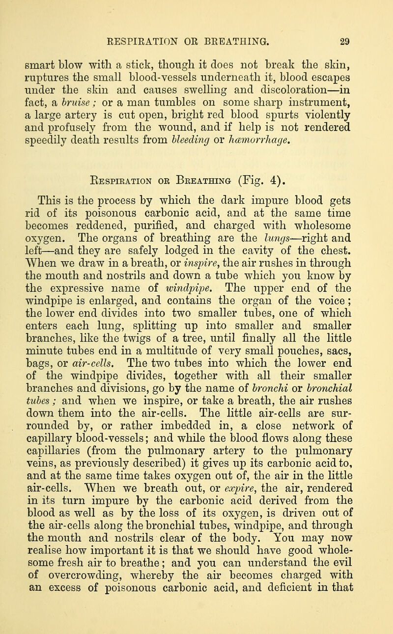 smart blow with a stick, though it does not break the skin, ruptures the small blood-vessels underneath it, blood escapes under the skin and causes swelling and discoloration—in fact, a bruise; or a man tumbles on some sharp instrument, a large artery is cut open, bright red blood spurts violently and profusely from the wound, and if help is not rendered speedily death results from bleeding or hcemorrhage. Respiration or Breathing (Fig. 4). This is the process by which the dark impure blood gets rid of its poisonous carbonic acid, and at the same time becomes reddened, purified, and charged with wholesome oxygen. The organs of breathing are the lungs—right and left—and they are safely lodged in the cavity of the chest. When we draw in a breath, or inspire, the air rushes in through the mouth and nostrils and down a tube which you know by the expressive name of windpipe. The upper end of the windpipe is enlarged, and contains the organ of the voice ; the lower end divides into two smaller tubes, one of which enters each lung, splitting up into smaller and smaller branches, like the twigs of a tree, until finally all the little minute tubes end in a multitude of very small pouches, sacs, bags, or air-cells. The two tubes into which the lower end of the windpipe divides, together with all their smaller branches and divisions, go by the name of bronchi or bronchial tubes; and when we inspire, or take a breath, the air rushes down them into the air-cells. The little air-cells are sur- rounded by, or rather imbedded in, a close network of capillary blood-vessels; and while the blood flows along these capillaries (from the pulmonary artery to the pulmonary veins, as previously described) it gives up its carbonic acid to, and at the same time takes oxygen out of, the air in the little air-cells. When we breath out, or expire, the air, rendered in its turn impure by the carbonic acid derived from the blood as well as by the loss of its oxygen, is driven out of the air-cells along the bronchial tubes, windpipe, and through the mouth and nostrils clear of the body. You may now realise how important it is that we should have good whole- some fresh air to breathe; and you can understand the evil of overcrowding, whereby the air becomes charged with an excess of poisonous carbonic acid, and deficient in that