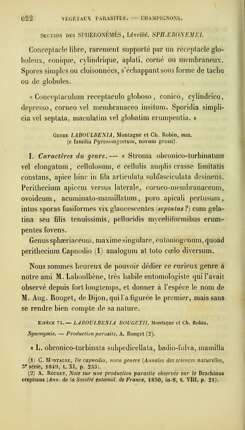 Section des SPtJÉKONÉMÉS, Léveillé. SPHMRONEMEJ. Conceplacle libre, rarement supporté par un réceptacle glo- buleux, conique, cylindrique, aplati, corné ou membraneux. Spores simples ou cloisonnées, s'échappantsous forme de tache ou de globules. « Conceptaculum receptaculo globoso , conico, cylindrico, depresso, corneo vel membranaceo insitum. Sporidia simpli- cia vel septata, maculatim vel globalim erumpentia. » Genre LABOULBENIA, Montagne et Ch. Robin, rnss. (e familia Pyrenomycelum, novum genus). I. Caractères du genre. ■—• « Stroma obeonico-turbinatum vel elongatum, cellulusum, e cellulis amplis crasse limitatis constans, apice hinc in fila articulata subfasciculata desinens. Perithecium apicem versus latérale, corneo-membranaceum, ovoideum, acuminalo-mamillatum , poro apicali pertusum , intus sporas fusiformes vixglauceseentes (septatas?) cum gela- tina seu filis tenuissimis, pellucidis myceliiformibus erum- pentes fovens. Genus sphœriaceum, maxime singulare, entomogenum, quoad perithecium Capnodio (1) analogum at toto cœlo diversum. Nous sommes heureux de pouvoir dédier ce curieux genre à notre ami M. Laboulbène, très habile entomologiste qui l'avait observé depuis fort longtemps, et donner à l'espèce le nom de M. Aug. Rouget, de Dijon, qui Ta figurée le premier, mais sans se rendre bien compte de sa nature. Espèce 75. — LABOULBENIA ROUGETll, Montagne et Ch. Robin. Synonymie. — Production parasite, A. Rouget (2). « L. obeonico-turbinata suhpedicellata, badio-fulva, mamilia (1) C. Montagne, De capnodio, novo génère (Annales des sciences naturelles, 3* série, 1849, t. XI, p. 233). (2) A. Rouget, Noie sur une production parasite observée sur le Brachinus erepitans (Ann. de la Société entomol. de France, 1850, in-8, t. VIII, p. 21).