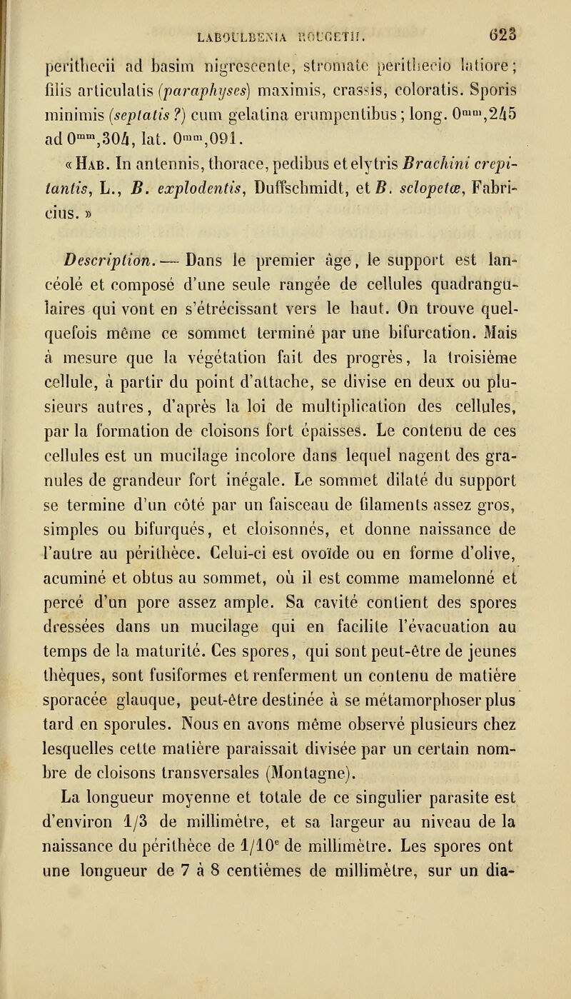 perithecii ad basim nigrescente, stromate perithecio latiore; filis arliculalis (paraphyses) maximis, erassis, coloratis. Sporis minimis (sepiatis ?) cum gelalina ernmpentibus ; long. 0nin,,245 adOmm,304, lat. 0™«»,091. « Hab. In antennis, thorace, pedibus etelytris Brachini crepi- lantis, L., B. explodentis, Duffschmidt, et B. sclopetœ, Fabri- ciils. » Description. — Dans le premier âge, le support est lan- céolé et composé d'une seule rangée de cellules quadrangu- laires qui vont en s'étrécissant vers le baut. On trouve quel- quefois même ce sommet terminé par une bifurcation. Mais à mesure que la végétation fait des progrès, la troisième cellule, à partir du point d'attache, se divise en deux ou plu- sieurs autres, d'après la loi de multiplication des cellules, par la formation de cloisons fort épaisses. Le contenu de ces cellules est un mucilage incolore dans lequel nagent des gra- nules de grandeur fort inégale. Le sommet dilaté du support se termine d'un côté par un faisceau de filaments assez gros, simples ou bifurques, et cloisonnés, et donne naissance de l'autre au péritbèce. Celui-ci est ovoïde ou en forme d'olive, acuminé et obtus au sommet, où il est comme mamelonné et percé d'un pore assez ample. Sa cavité contient des spores dressées dans un mucilage qui en facilite l'évacuation au temps de la maturité. Ces spores, qui sont peut-être de jeunes tbèques, sont fusiformes et renferment un contenu de matière sporacée glauque, peut-être destinée à se métamorphoser plus tard en sporules. Nous en avons même observé plusieurs chez lesquelles cette matière paraissait divisée par un certain nom- bre de cloisons transversales (Montagne). La longueur moyenne et totale de ce singulier parasite est d'environ 1/3 de millimètre, et sa largeur au niveau de la naissance du périlhèce de l/10e de millimètre. Les spores ont une longueur de 7 à 8 centièmes de millimètre, sur un dia-