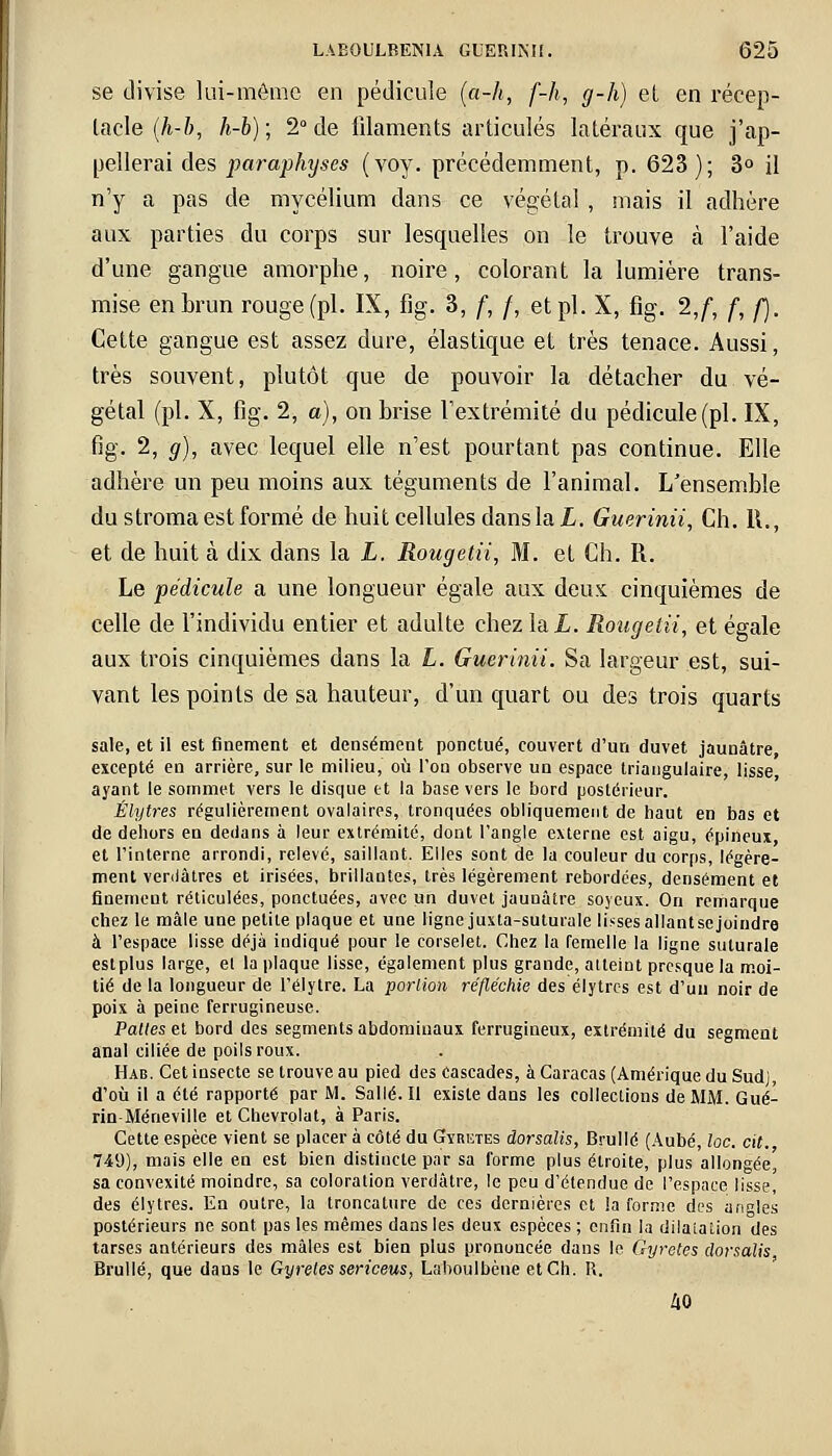se divise lui-môme en pédicule (a-h, f-h, g-h) el en récep- tacle (h-b, h-b); 2° de filaments articulés latéraux que j'ap- pellerai des paraphyses (voy. précédemment, p. 623); 3° il n'y a pas de mycélium dans ce végétal, mais il adhère aux parties du corps sur lesquelles on le trouve à l'aide d'une gangue amorphe, noire, colorant la lumière trans- mise en brun rouge (pi. IX, fig. 3, f, /, et pi. X, fig. 2,/, f, f). Cette gangue est assez dure, élastique et très tenace. Aussi, très souvent, plutôt que de pouvoir la détacher du vé- gétal (pi. X, fig. 2, a), on brise l'extrémité du pédicule (pi. IX, fig. 2, g), avec lequel elle n'est pourtant pas continue. Elle adhère un peu moins aux téguments de l'animal. L'ensemble du stroma est formé de huit cellules dans la L. Guerinii, Ch. 11., et de huit à dix dans la L. Rougetii, M. et Ch. R. Le pédicule a une longueur égale aux deux cinquièmes de celle de l'individu entier et adulte chez lai. Rougetii, et égale aux trois cinquièmes dans la L. Guerinii. Sa largeur est, sui- vant les points de sa hauteur, d'un quart ou des trois quarts sale, et il est finement et densément ponctué, couvert d'un duvet jaunâtre excepté en arrière, sur le milieu, où l'on observe un espace triangulaire, lisse ayant le sommet vers le disque et la base vers le bord postérieur. Élytres régulièrement ovalaires, tronquées obliquement de haut en bas et de dehors en dedans à leur extrémité, dont l'angle externe est aigu, épineux et l'interne arrondi, relevé, saillant. Elles sont de la couleur du corps, légère- ment veriiâtres et irisées, brillantes, très légèrement rebordées, densément et finement réticulées, ponctuées, avec un duvet jaunâtre soyeux. On remarque chez le mâle une petite plaque et une ligne juxta-suturale lisses allantsejoindre à l'espace lisse déjà indiqué pour le corselet. Chez la femelle la ligne suturale estplus large, el la plaque lisse, également plus grande, atteint presque la moi- tié de la longueur de l'élytre. La portion réfléchie des élytres est d'un noir de poix à peine ferrugineuse. Pattes et bord des segments abdominaux ferrugineux, extrémité du segment anal ciliée de poils roux. Hab. Cet insecte se trouve au pied des Cascades, à Caracas (Amérique du Sudj, d'où il a été rapporté par M. Salle. Il existe dans les collections de MM. Gué- rin-Méneville et Chevrolat, à Paris. Cette espèce vient se placer à côté du Gyretes dorsalis, Brullé (Aube, loc. cit. 749), mais elle en est bien distincte par sa forme plus étroite, plus allongée, sa convexité moindre, sa coloration verdâtre, le peu d'étendue de l'espace lisse, des élytres. En outre, la troncature de ces dernières et la forme des angles postérieurs ne sont pas les mêmes dans les deux espèces ; enfin la dilatation des tarses antérieurs des mâles est bien plus prononcée dans le Gyretes dorsalis Brullé, que dans le Gyretes sericeus, Laboulbène etCh. R. 40