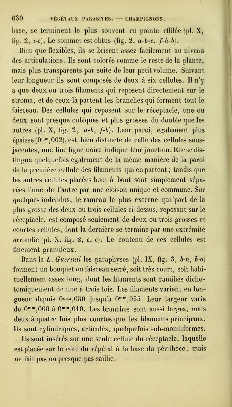 hase, se terminent le plus souvent en pointe effilée (pi. X, 6g. 2, i-c). Le sommet est obtus (fig. 2, a-b~c, f-h-b). Bien que flexibles, ils se brisent assez facilement au niveau des articulations. Ils sont colorés comme le reste de la plante, mais plus transparents par suite de leur petit volume. Suivant leur longueur ils sont composés de deux à six cellules. Il n'y a que deux ou trois filaments qui reposent directement sur le stroma, et de ceux-là partent les branches qui forment tout le faisceau. Des cellules qui reposent sur le réceptacle, une ou deux sont presque cubiques et plus grosses du double que les autres (pi. X, fig. 2, a-b, f-b). Leur paroi, également plus épaisse (0mm,002), est bien distincte de celle des cellules sous- jacentes, une fine ligne noire indique leur jonction. Ellesedis- tingue quelquefois également de la même manière de la paroi de la première cellule des filaments qui en partent ; tandis que les autres cellules placées bout à bout sont simplement sépa- rées l'une de l'autre par une cloison unique et commune. Sur quelques individus, le rameau le plus externe qui 'part de la plus grosse des deux ou trois cellules ci-dessus, reposant sur le réceptacle, est composé seulement de deux, ou trois grosses et courtes cellules, dont la dernière se termine par une extrémité arrondie (pi. X, fig. 2, c, c). Le contenu de ces cellules est finement granuleux. Dans la L. Guerinii les paraphyses (pi. IX, fig. 3, b-n, b-o) forment un bouquet ou faisceau serré, soit très court, soit habi- tuellement assez long, dont les filaments sont ramifiés dicho- tomiquement de une à trois fois. Les filaments varient en lon- gueur depuis 0niul,030 jusqu'à Omm,055. Leur largeur varie de 0mm,006 à 0mm,010. Les branches sont aussi larges, mais deux à quatre fois plus courtes que les filaments principaux. Ils sont cylindriques, articulés, quelquefois sub-moniliformes. Ils sont insérés sur une seule cellule du réceptacle, laquelle est placée sur le côté du végétal à la base du périthèce , mais ne fait pas ou presque pas saillie.