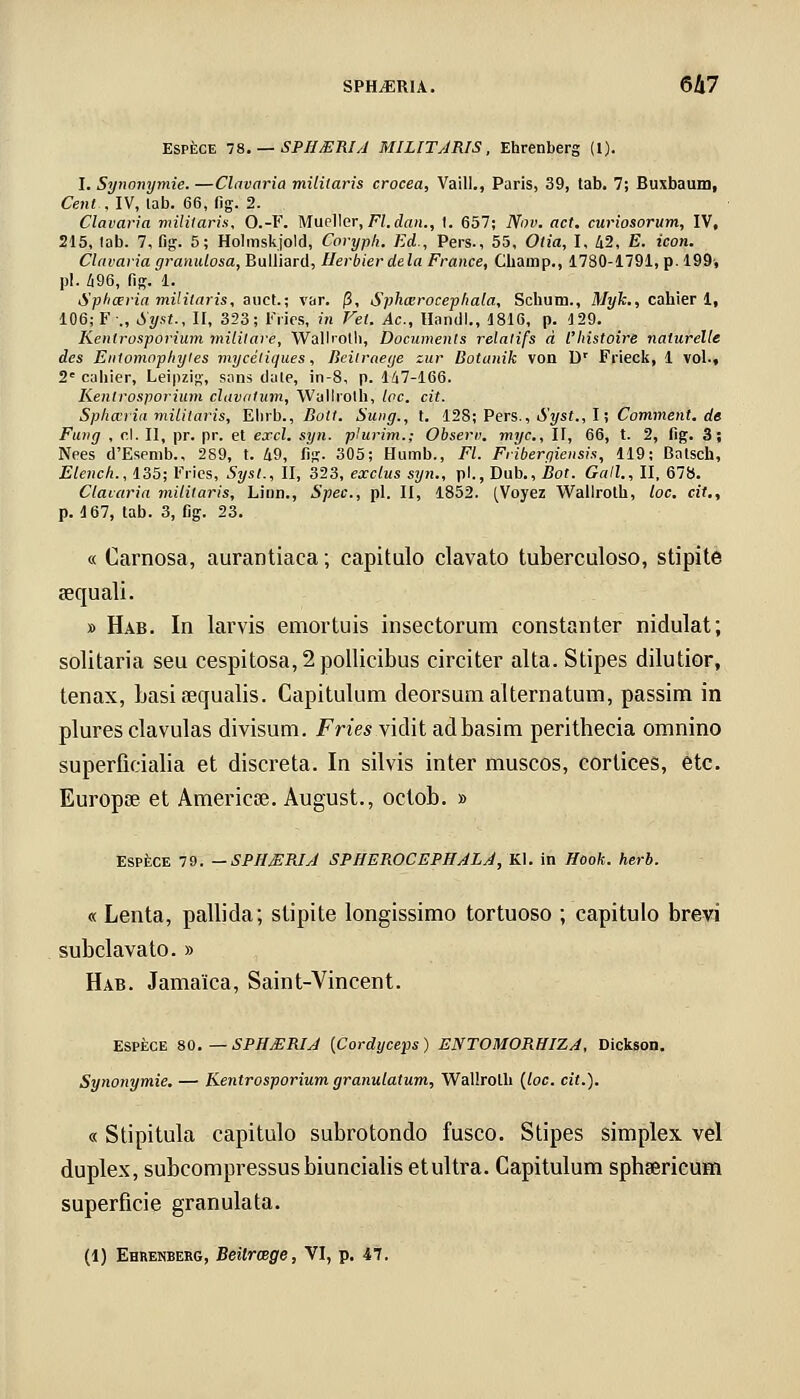 Espèce 78. — SPHJERIA MILITARIS, Ehrenberg (1). I. Synonymie. —Clavaria mililaris crocea, Vaill., Paris, 39, tab. 7; Buxbaum, Cent, IV, lab. 66, fig. 2. Clavaria militaris, O.-F. Mueller, FI. dan., I. 657; Nov. act. curiosorum, IV, 215, lab. 7, fig. 5; Holmskjold, Coryph. Ed., Pers., 55, Otia, I, 42, E. icon. Clavaria granulosa, Bulliard, Herbier delà France, Champ., 1780-1791, p. 199, pi. 496, fig. 1. Sphœria militaris, auct.; var. (3, Sphœrocephala, Schum., Myk., cahier 1, 106; F„ Syst., II, 323; Frics, in Vei. Ac, Handl., 1816, p. 129. Kentrosporium militare, Wallrolh, Documents relatifs à l'histoire naturelle des Entomophytes mycétiques, Iieilraeye zur Botctnik von Dr Frieck, 1 vol.» 2e cahier, Leipzig, sans claie, in-8, p. 147-166. Kentrosporium clavalum, Wallrolh, loc. cit. Sphœiïa militaris, Elirb., Bott. Sung., t. 128; Pers., Syst., I ; Comment, de Fung , cl. Il, pr. pr. et excl. syn. plurim.; Obseru. myc, II, 66, t. 2, fig. 3; Nées d'Esemb., 289, t. 49, fig. 305; Humb., FI. Fribergiensis, 119; Balsch, Elench., 135; Fries, Syst., II, 323, exclus syn., pi., Dub., Bot. Gall., II, 678. Clavaria militaris, Linn., Spec, pi. II, 1852. (Voyez Wallroth, loc. cit., p. 167, tab. 3, fig. 23. « Carnosa, aurantiaca ; capitulo clavato tuberculoso, stipite œquali. » Hab. In larvis emortuis msectorum constanter nidulat; solitaria seu cespitosa,2pollicibus circiter alta. Stipes dilutior, tenax, basiaequalis. Capitulum deorsumalternatum, passim in plures clavulas divisum. Fries vidit adbasim perithecia omnino superficialia et discreta. In silvis inter muscos, corlices, etc. Europce et Americce. August., octob. » ESPÈCE 79. — SPHJERIA SPHEROCEPHALA, Kl. in Hook. herb. « Lenta, pallida; stipite longissimo tortuoso ; capitulo brevi subclavato. » Hab. Jamaïca, Saint-Vincent. ESPÈCE 80. —SPHJERIA {Cordyceps) ENTOMORHIZA, Dickson. Synonymie. — Kentrosporium granulatum, Wallrolh (loc. cit.). « Stipitula capitulo subrotondo fusco. Stipes simplex. vel duplex, subcompressusbiuncialis etultra. Capitulum sphsericum superficie granulata. (1) Ehrenberg, Beitrœge, VI, p. 47.