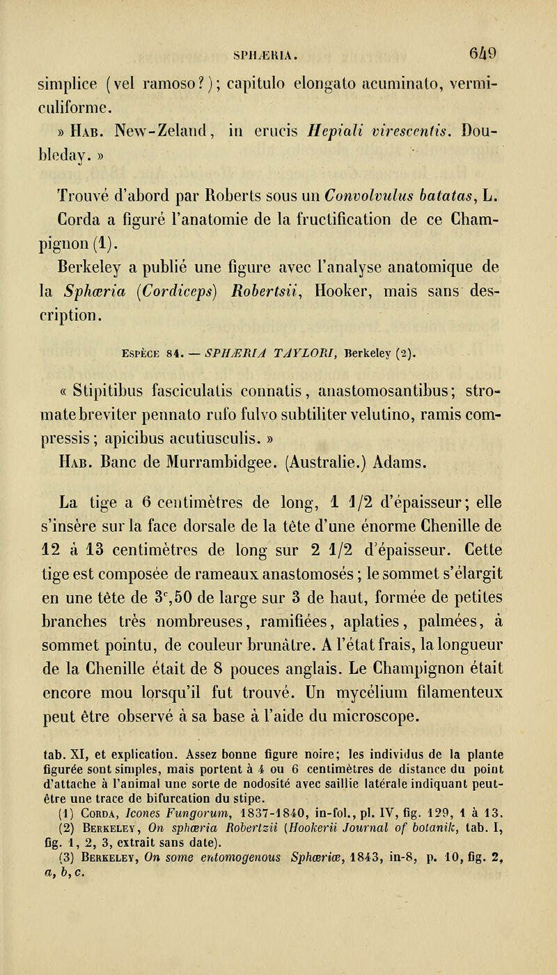 SPHrERU. 6Ù9 simplice ( vel ramoso ? ) ; capitulo elongato acuminato, vermi- ctiliforme. » Hàb. New-Zelautl, in erucis Hepiali virescends. Dou- bleday. » Trouvé d'abord par Roberts sous un Convolvulus batatas, L. Corda a figuré l'anatomie de la fructification de ce Cham- pignon (1). Berkeley a publié une figure avec l'analyse anatomique de la Sphœria (Cordiceps) Robertsii, Hooker, mais sans des- cription . Espèce 84. — SPHMMA TAYLOPJ, Berkeley (2). « Stipitibus fasciculatis connatis, anastomosantibus ; stro- matebreviter pennato rufo fulvo subtiliter velutino, ramis com- pressis ; apicibus acutiusculis. » Hab. Banc de Murrambidgee. (Australie.) Adams. La tige a 6 centimètres de long, 1 1/2 d'épaisseur; elle s'insère sur la face dorsale de la tête d'une énorme Chenille de 12 à 13 centimètres de long sur 2 1/2 d'épaisseur. Cette tige est composée de rameaux anastomosés ; le sommet s'élargit en une tête de 3e, 50 de large sur 3 de haut, formée de petites branches très nombreuses, ramifiées, aplaties, palmées, à sommet pointu, de couleur brunâtre. A l'état frais, la longueur de la Chenille était de 8 pouces anglais. Le Champignon était encore mou lorsqu'il fut trouvé. Un mycélium filamenteux peut être observé à sa base à l'aide du microscope. tab. XI, et explication. Assez bonne figure noire; les individus de la plante figurée sont simples, mais portent à 4 ou 6 centimètres de distance du point d'attache à l'animal une sorte de nodosité avec saillie latérale indiquant peut- être une trace de bifurcation du stipe. (1) Corda, Icônes Fungorum, 1837-1840, in-fol., pi. IV, fig. 129, 1 à 13. (2) Berkeley, On sphœria Robertzii [Hookerii Journal of bolanilc, tab. I, fig. 1, 2, 3, extrait sans date). (3) Berkeley, On some entomogenous Sphœriœ, 1843, in-8, p. 10, fig. 2, a, b, c.