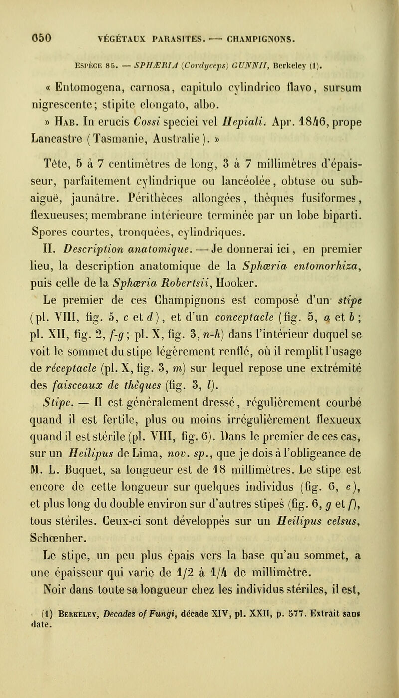 ESPÈCE 85. — SPIimUÀ (Cordyceps) GUNNII, Berkeley (1). « Enlomogena, carnosa, capitulo cylindrico llavo, sursum nigresccnte; stipitc elongato, albo. » Hab. In erucis Cossi speçiei vel Hepiali. Apr. 1846, prope Lancastre (Tasmanie, Australie). » Tête, 5 à 7 centimètres de long, 3 à 7 millimètres d'épais- seur, parfaitement cylindrique ou lancéolée, obtuse ou sub- aiguë, jaunâtre. Péritbèces allongées, tbèques fusiformes, flexueuses; membrane intérieure terminée par un lobe biparti. Spores courtes, tronquées, cylindriques. II. Description anatomique. — Je donnerai ici, en premier lieu, la description anatomique de la Sphœria ento?norhiza, puis celle de la Sphœria Robertsii, Hooker. Le premier de ces Champignons est composé d'un stipe (pi. VIII, fig. 5, c et d), et d'un conceptacle (fig. 5, a et b ; pi. XII, fig. 2, f-g ; pi. X, fig. 3, n-h) dans l'intérieur duquel se voit le sommet du stipe légèrement renflé, où il remplitlïisage de réceptacle (pi. X, fig. 3, m) sur lequel repose une extrémité des faisceaux de thêques (fig. 3, l). Stipe. — Il est généralement dressé, régulièrement courbé quand il est fertile, plus ou moins irrégulièrement flexueux quand il est stérile (pi. VIII, fig. 6). Dans le premier de ces cas, sur un Heilipus de Lima, nov. sp., que je dois à l'obligeance de M. L. Buquet, sa longueur est de 18 millimètres. Le stipe est encore de cette longueur sur quelques individus (fig. 6, e), et plus long du double environ sur d'autres stipes (fig. 6, g et f), tous stériles. Ceux-ci sont développés sur un Heilipus celsus, Schœnher. Le stipe, un peu plus épais vers la base qu'au sommet, a une épaisseur qui varie de 1/2 à 1/4 de millimètre. Noir dans toute sa longueur chez les individus stériles, il est, (1) Berkeley, Décades ofFungi, décade XIV, pi. XXII, p. 577. Extrait sans date.