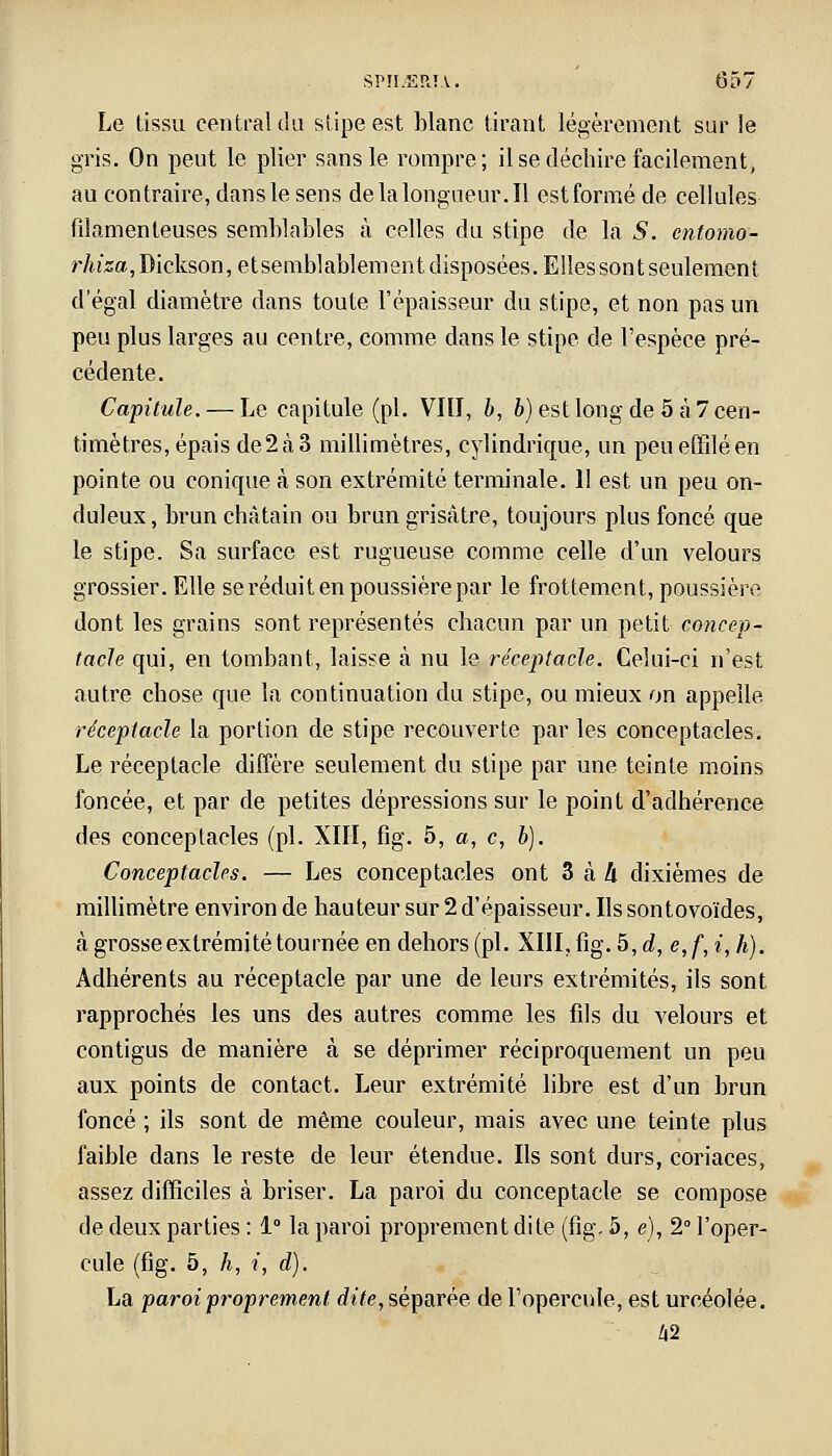 Le tissu central du stipe est blanc tirant légèrement sur le gris. On peut le plier sans le rompre; il se déchire facilement, au contraire, dans le sens delalongueur.il est formé de cellules filamenteuses semblables à celles du stipe de la S. cntomo- r Aïs», Dickson, etsemblablement disposées. Elles sont seulement d'égal diamètre dans toute l'épaisseur du stipe, et non pas un peu plus larges au centre, comme dans le stipe de l'espèce pré- cédente. Capitule. — Le capitule (pi. VIII, b, b) est long de 5 à7 cen- timètres, épais de 2 à 3 millimètres, cylindrique, un peu effilé en pointe ou conique à son extrémité terminale. 11 est un peu on- duleux, brun châtain ou brun grisâtre, toujours plus foncé que le stipe. Sa surface est rugueuse comme celle d'un velours grossier. Elle se réduit en poussière par le frottement, poussière dont les grains sont représentés chacun par un petit concep- tacle qui, en tombant, laisse à nu le réceptacle. Celui-ci n'est autre chose que la continuation du stipe, ou mieux on appelle réceptacle la portion de stipe recouverte par les conceptacles. Le réceptacle diffère seulement du stipe par une teinte moins foncée, et par de petites dépressions sur le point d'adhérence des conceptacles (pi. XIII, fig. 5, a, c, b). Conceptacles. — Les conceptacles ont 3 à h dixièmes de millimètre environ de hauteur sur 2 d'épaisseur. Ils sontovoïdes, à grosse extrémité tournée en dehors (pi. XIII, fig. 5, d, e,f,i,h). Adhérents au réceptacle par une de leurs extrémités, ils sont rapprochés les uns des autres comme les fils du velours et contigus de manière à se déprimer réciproquement un peu aux points de contact. Leur extrémité libre est d'un brun foncé ; ils sont de même couleur, mais avec une teinte plus faible dans le reste de leur étendue. Ils sont durs, coriaces, assez difficiles à briser. La paroi du conceptacle se compose de deux parties : 1° la paroi proprement dite (fig, 5, e), 2° l'oper- cule (fig. 5, h, i, d). La paroi proprement dite, séparée de l'opercule, est urcéolée. 42