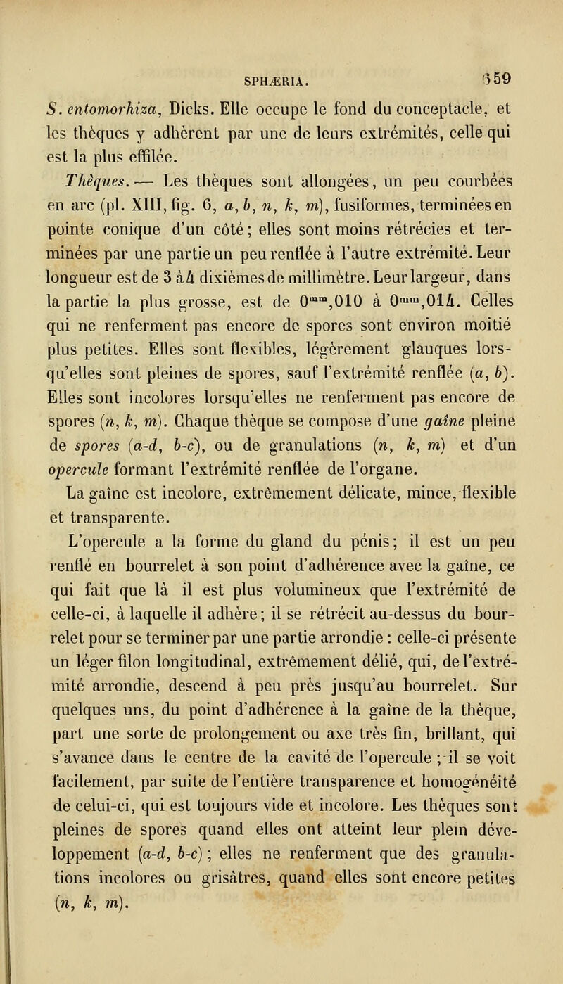 SPH.ERIA. '559 S. entomorhiza, Dicks. Elle occupe le fond du conceptacle. et les thèques y adhèrent par une de leurs extrémités, celle qui est la plus effilée. Thèques.— Les thèques sont allongées, un peu courbées en arc (pi. XIII, fig. 6, a, b, n, k, m), fusiformes, terminées en pointe conique d'un côté ; elles sont moins rétrécies et ter- minées par une partie un peu renflée à l'autre extrémité. Leur longueur est de 3 kli dixièmesde millimètre. Leur largeur, dans la partie la plus grosse, est de 0u,m,010 à 0mm,0lli. Celles qui ne renferment pas encore de spores sont environ moitié plus petites. Elles sont flexibles, légèrement glauques lors- qu'elles sont pleines de spores, sauf l'extrémité renflée (a, b). Elles sont incolores lorsqu'elles ne renferment pas encore de spores (n, k, m). Chaque thèque se compose d'une gaine pleine de spores (a-d, b-c), ou de granulations (n, k, m) et d'un opercule formant l'extrémité renflée de l'organe. Lagaîne est incolore, extrêmement délicate, mince, flexible et transparente. L'opercule a la forme du gland du pénis ; il est un peu renflé en bourrelet à son point d'adhérence avec la gaîne, ce qui fait que là il est plus volumineux que l'extrémité de celle-ci, à laquelle il adhère; il se rétrécit au-dessus du bour- relet pour se terminer par une partie arrondie : celle-ci présente un léger filon longitudinal, extrêmement délié, qui, de l'extré- mité arrondie, descend à peu près jusqu'au bourrelet. Sur quelques uns, du point d'adhérence à la gaîne de la thèque, part une sorte de prolongement ou axe très fin, brillant, qui s'avance dans le centre de la cavité de l'opercule ; il se voit facilement, par suite de l'entière transparence et homogénéité de celui-ci, qui est toujours vide et incolore. Les thèques sont pleines de spores quand elles ont atteint leur plein déve- loppement (a-d, b-c) ; elles ne renferment que des granula- tions incolores ou grisâtres, quand elles sont encore petites (n, k, m).