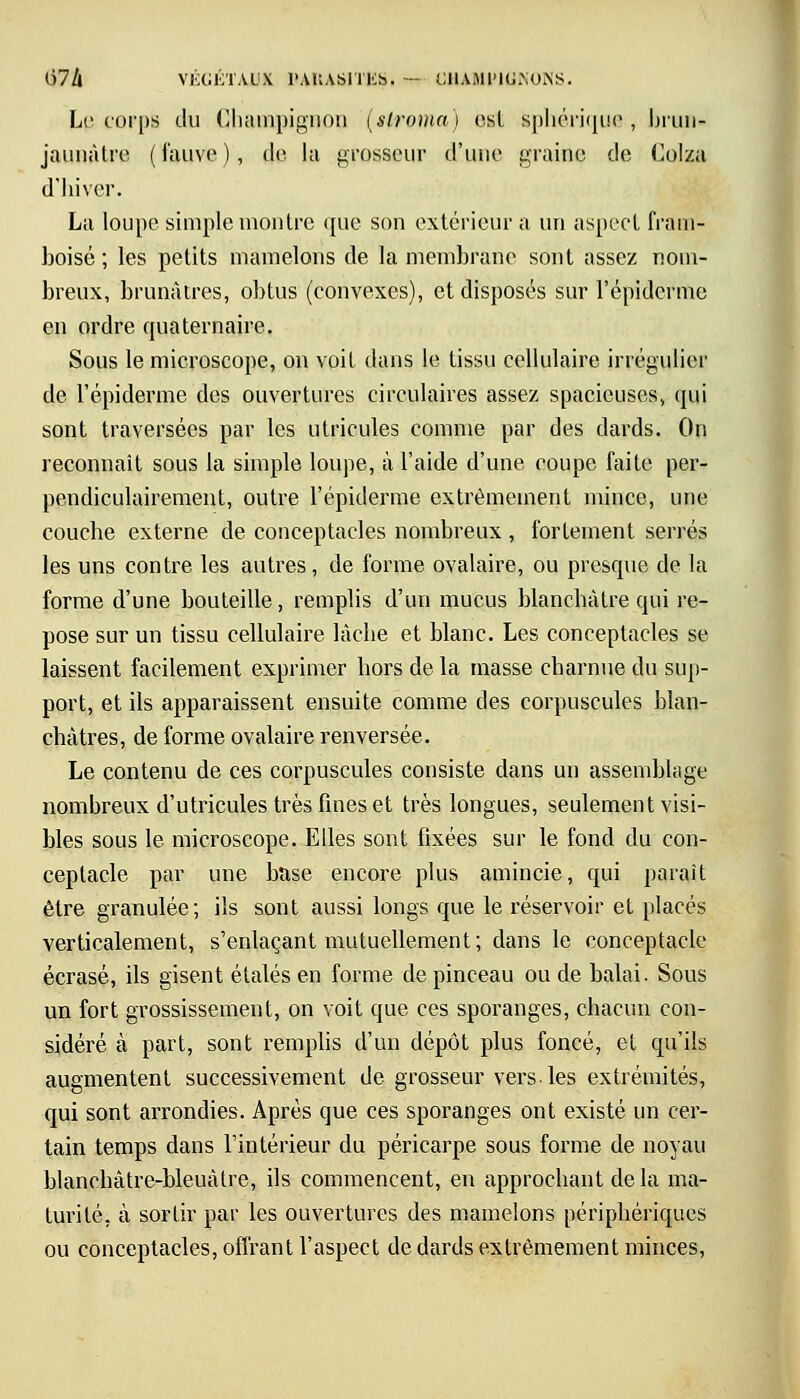 Le corps du Champignon (slroma) osl sphérique , brun- jaunâtre (fauve), de la grosseur d'une graine de Colza d'hiver. La loupe simple montre que son extérieur a un aspect fram- boise ; les petits mamelons de la membrane sont assez nom- breux, brunâtres, obtus (convexes), et disposés sur l'épidémie en ordre quaternaire. Sous le microscope, on voit dans le tissu cellulaire irrégulier de l'épiderme des ouvertures circulaires assez spacieuses, qui sont traversées par les utricules comme par des dards. On reconnaît sous la simple loupe, à l'aide d'une coupe faite per- pendiculairement, outre l'épiderme extrêmement mince, une couche externe de conceptacles nombreux, fortement serrés les uns contre les autres, de forme ovalaire, ou presque de la forme d'une bouteille, remplis d'un mucus blanchâtre qui re- pose sur un tissu cellulaire lâche et blanc. Les conceptacles se laissent facilement exprimer hors de la masse charnue du sup- port, et ils apparaissent ensuite comme des corpuscules blan- châtres, de forme ovalaire renversée. Le contenu de ces corpuscules consiste dans un assemblage nombreux d'utricules très fines et très longues, seulement visi- bles sous le microscope. Elles sont fixées sur le fond du con- ceptacle par une base encore plus amincie, qui paraît être granulée; ils sont aussi longs que le réservoir et placés verticalement, s'enlaçant mutuellement; dans le conceptacle écrasé, ils gisent étalés en forme de pinceau ou de balai. Sous un fort grossissement, on voit que ces sporanges, chacun con- sidéré à part, sont remplis d'un dépôt plus foncé, et qu'ils augmentent successivement de grosseur vers-les extrémités, qui sont arrondies. Après que ces sporanges ont existé un cer- tain temps dans l'intérieur du péricarpe sous forme de noyau blanchâtre-bleuâtre, ils commencent, en approchant delà ma- turité, à sortir par les ouvertures des mamelons périphériques ou conceptacles, offrant l'aspect de dards extrêmement minces,