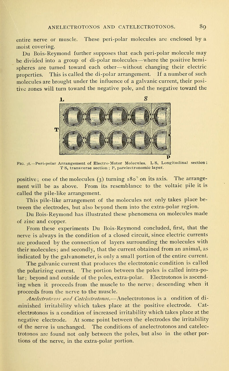 entire nerve or muscle. These peri-polar molecules are enclosed by a moist covering. Du Bois-Reymond further supposes that each peri-polar molecule may be divided into a group of di-polar molecules—where the positive hemi- spheres are turned toward each other—without changing their electric properties. This is called the di-polar arrangement. If a number of such molecules are brought under the influence of a galvanic current, their posi- tive zones will turn toward the negative pole, and the negative toward the Fig. 38.- - Peri-polar Arrangement of Electro-Motor Molecules. L S, Longitudinal section; T S, transverse section ; P, parelectronomic layer. positive; one of the molecules (3) turning 180^ on its axis. The arrange- ment will be as above. From its resemblance to the voltaic pile it is called the pile-like arrangement. This pile-like arrangement of the molecules not only takes place be- tween the electrodes, but also beyond them into the extra-polar region. Du Bois-Reymond has illustrated these phenomena on molecules made of zinc and copper. From these experiments Du Bois-Reymond concluded, first, that the nerve is always in the condition of a closed circuit, since electric currents are produced by the connection of layers surrounding the molecules with their molecules; and secondly, that the current obtained from an animal, as indicated by the galvanometer, is only a small portion of the entire current. The galvanic current that produces the electrotonic condition is called the polarizing current. The portion between the poles is called intra-po- lar; beyond and outside of the poles, extra-polar. Electrotonos is ascend- ing when it proceeds from the muscle to the nerve; descending when it proceeds from the nerve to the muscle. AnelectrotoJios and Catekctrotoiios.—Anelectrotonos is a ondition of di- minished irritability which takes place at the positive electrode. Cat- electrotonos is a condition of increased irritability which takes place at the negative electrode. At some point between the electrodes the irritability of the nerve is unchanged. The conditions of anelectrotonos and catelec- trotonos are found not only between the poles, but also in the other por- tions of the nerve, in the extra-polar portion.