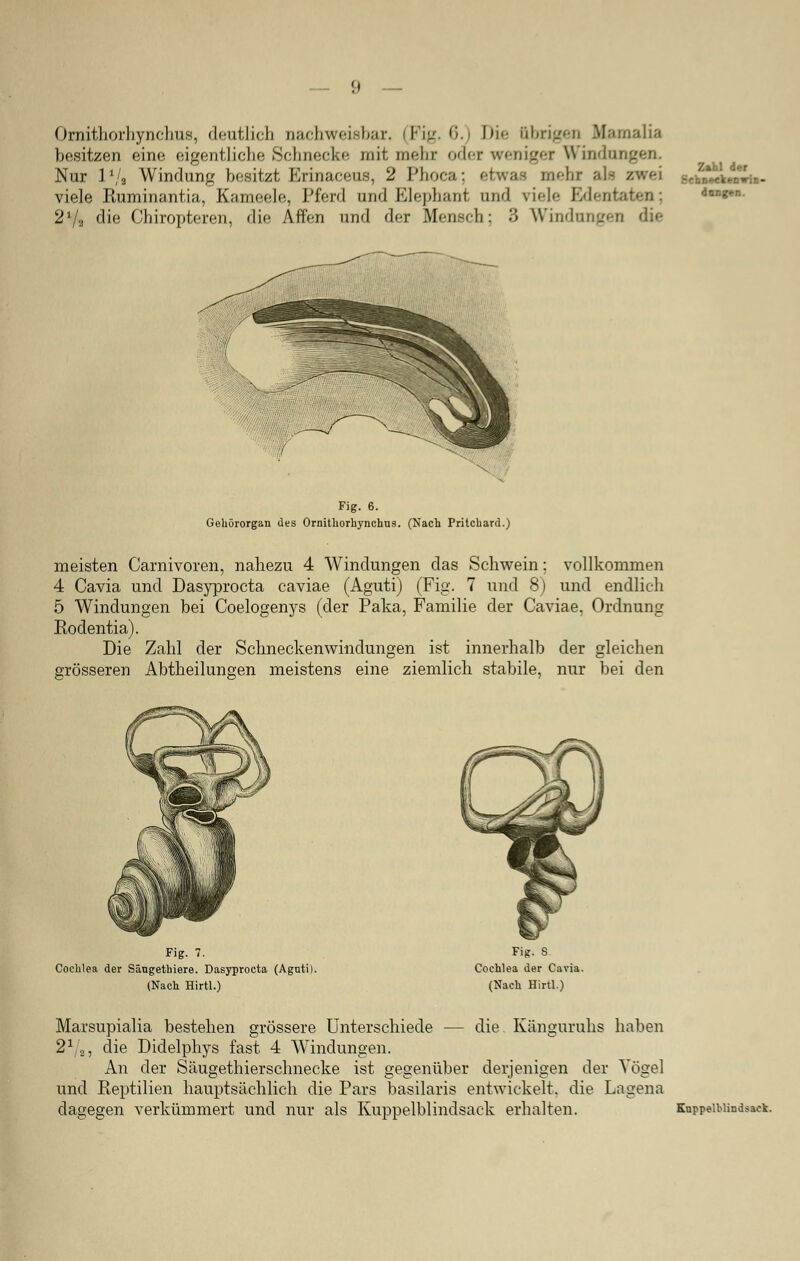 g Ornithorhynchus, deutlich nachweisbar. (Fig. 6.) Die übrigen Uamalia besitzen eine eigentliche »Schnecke mit mehr oder weniger Windungen. Nur IVa Windung besitzt Erinaceus, 2 Phoca; etwas mehr ;il- zwei viele Euminantia, Kameele, Pferd und Elephant und viele Edentaten; 2V2 die Chiropteren, die Affen und der Mensch: 3 Windungen die ZaU .ScbnttkeniriB- daDg»n. Fig. 6. Gehörorgan des Ornithorhynchus. (Nach Pritchard.) meisten Carnivoren, nahezu 4 Windungen das Schwein; vollkommen 4 Cavia und Dasyprocta caviae (Aguti) (Fig. 7 und 8) und endlieh 5 Windungen bei Coelogenys (der Paka, Familie der Caviae, Ordnung Rodentia). Die Zahl der Schneckenwindungen ist innerhalb der gleichen grösseren Abtheilungen meistens eine ziemlich stabile, nur bei den Fig. 7. Cochlea der Säugetbiere. Dasyprocta (Aguti). (Nach Hirtl.) Fig. S Cochlea der Cavia. (Nach Hirtl.) Marsupialia bestehen grössere Unterschiede — die Känguruhs haben 21/2, die Didelphys fast 4 Windungen. An der Säugethierschneeke ist gegenüber derjenigen der Vögel und Reptilien hauptsächlich die Pars basilaris entwickelt, die Lagena dagegen verkümmert und nur als Kuppelblindsack erhalten. Kuppelblindsaek.