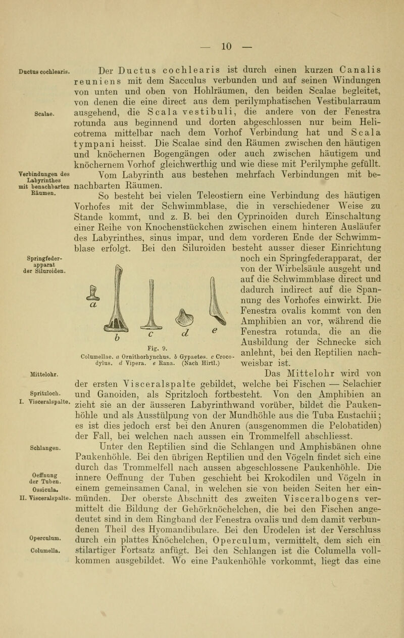 Ductus cochlearis. Scalae. Verbindungen des Labyrinthes mit benachbarten Bäumen. Springfeder- apparat der Siluroiden. Mittelohr. Spritzloch. I. Visceralspalte. Schlangen. Oeffnung der Tuben. Ossicula. II. Visceralspalte. Operculum. Columella. Der Ductus cochlearis ist durch einen kurzen Cana 1 is reuniens mit dem Sacculus verbunden und auf seinen Windungen von unten und oben von Hohlräumen, den beiden Scalae begleitet, von denen die eine direct aus dem perilymphatischen Vestibülarraum ausgehend, die Scala vestibuli, die andere von der Fenestra rotunda aus beginnend und dorten abgeschlossen nur beim Heli- cotrema mittelbar nach dem Vorhof Verbindung hat und Scala tympani heisst. Die Scalae sind den Räumen zwischen den häutigen und knöchernen Bogengängen oder auch zwischen häutigem und knöchernem Vorhof gleichwerthig und wie diese mit Perilymphe gefüllt. Vom Labyrinth aus bestehen mehrfach Verbindungen mit be- nachbarten Räumen. So besteht bei vielen Teleostiern eine Verbindung des häutigen Vorhofes mit der Schwimmblase, die in verschiedener Weise zu Stande kommt, und z. B. bei den Cyprinoiden durch Einschaltung einer Reihe von Knochenstückchen zwischen einem hinteren Ausläufer des Labyrinthes, sinus impar, und dem vorderen Ende der Schwimm- blase erfolgt. Bei den Siluroiden besteht ausser dieser Einrichtung noch ein Springfederapparat, der von der Wirbelsäule ausgeht und auf die Schwimmblase direct und dadurch indirect auf die Span- nung des Vorhofes einwirkt. Die Fenestra ovalis kommt von den Amphibien an vor, während die Fenestra rotunda, die an die Ausbildung der Schnecke sich anlehnt, bei den Reptilien nach- weisbar ist. Das Mittelohr wird von der ersten Visceralspalte gebildet, welche bei Fischen — Selachier und Ganoiden, als Spritzloch fortbesteht. Von den Amphibien an zieht sie an der äusseren Labyrinthwand vorüber, bildet die Pauken- höhle und als Ausstülpung von der Mundhöhle aus die Tuba Eustachii; es ist dies jedoch erst bei den Anuren (ausgenommen die Pelobatiden) der Fall, bei welchen nach aussen ein Trommelfell abschliesst. Unter den Reptilien sind die Schlangen und Amphisbänen ohne Paukenhöhle. Bei den übrigen Reptilien und den Vögeln findet sich eine durch das Trommelfell nach aussen abgeschlossene Paukenhöhle. Die innere Oeffnung der Tuben geschieht bei Krokodilen und Vögeln in einem gemeinsamen Canal, in welchen sie von beiden Seiten her ein- münden. Der oberste Abschnitt des zweiten Visceralbogens ver- mittelt die Bildung der Gehörknöchelchen, die bei den Fischen ange- deutet sind in dem Ringband der Fenestra ovalis und dem damit verbun- denen Theil des Hyomandibulare. Bei den Urodelen ist der Verschluss durch ein plattes Knöchelchen, Operculum, vermittelt, dem sich ein stilartiger Fortsatz anfügt. Bei den Schlangen ist die Columella voll- kommen ausgebildet. Wo eine Paukenhöhle vorkommt, liegt das eine Fig. 9. Colmnellae. a Ornithorhynchus. 6 Gypaetes. cCroco- dylus. d Vipera. e Rana. (Nach Hirtl.)