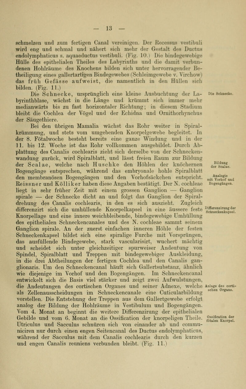 schmelzen und zum fortiori Canal ven'iiii'_-n. iJet R bull wird eng und schmal und nähert sich mehi der Gestall des D endolymphaticus s. aquaeductus vestibuli. (Fig. 1. Die bindegt Hülle des epithelialen Theiles des Labyrinths und die damit vorhan- denen Hohlräume des Knochens bilden sich unter hervorragender Be- theiligung eines gallertartigen Bindegewebes iS<-hl<-im'_.<-\V'-b.- \ das früh Gefässe aufweist, die namentlich in den Hüllen sich bilden. (Fig. 11.) Die Schnecke, ursprünglich eine kleine Ausbuchtung der La- byrinthblase, wächst in die Länge und krümmt sich immer mehr medianwärts bis zu fast horizontaler Richtung; in diesem Stadium bleibt die Cochlea der Vögel und der Echidna und Ornithorhynchoa der Säugethiere. Bei den übrigen Mamalia wächst das Rohr weiter in Spiral- krümmung, und stets vom umgebenden Knorpelgewebe begleitet. In der 8. Fötalwoche besteht bereits eine ganze Windung und in der 11. bis 12. Woche ist das Rohr vollkommen ausgebildet. Durch Ab- plattung des Canalis cochlearis zieht sich derselbe von der Schnecken- wandung zurück, wird Spiralblatt, und lässt freien Raum zur Bildung der Scalae, welche nach Huschke den Höhlen der knöchernen Bogengänge entsprechen, während das embryonale hohle Spiralblatt den membranösen Bogengängen und den Vorhofsäckchen entspricht. Reissner und Kölliker haben diese Angaben bestätigt. Der N. Cochleae liegt in sehr früher Zeit mit einem grossen Ganglion — Ganglion spirale — der Schnecke dicht an und folgt das Ganglion der Spiral- drehung des Canalis cochlearis, in den es sich auszieht. Zugleich differenzirt sich die umhüllende Knorpelkapsel in eine äussere feste Knorpellage und eine innere weichbleibende, bindegewebige Umhüllung des epithelialen Schneckencanales und des N. Cochleae sammt seinem Ganglion spirale. An der zuerst einfachen inneren Höhle der festen Schneckenkapsel bildet sich eine spiralige Furche mit Vorsprängen, das ausfüllende Bindegewebe, stark vascularisirt, wuchert mächtig und scheidet sich unter gleichzeitiger spurweiser Andeutung von Spindel, Spiralblatt und Treppen mit bindegewebiger Auskleidung, in die drei Abtheilungen der fertigen Cochlea und den Canalis gan- glionaris. Um den Schneckencanal häuft sich Gallertsubstanz, ähnlich wie diejenige im Vorhof und den Bogengängen. Im Schneckencanal entwickelt sich die Basis viel stärker und zeigt zwei Aufwulstungen, die Andeutungen des cortischen Organes und seiner Adnexe, welche als Zellenausscheidungen im Schneckencanale eine Cuticularbildung vorstellen. Die Entstehung der Treppen aus dem Gallertgewebe erfolgt analog der Bildung der Hohlräume in Vestibulum und Bogengängen. Vom 4. Monat an beginnt die weitere Differenzirung der epithelialen Gebilde und vom 6. Monat an die Ossifikation der knorpeligen Theile. Utriculus und Sacculus schnüren sich von einander ab und eommu- niciren nur durch einen engen Seitencanal des Ductus endolymphaticus, während der Sacculus mit dem Canalis cochlearis durch den kurzen und engen Canalis reuniens verbunden bleibt. (Fig. 11.) Die Schnecke. Bildung der Scalae. Analogie mit Vorbof nnd Bogengängen. Differeniirung der Schneckenkapsel. Anlage des corti- schen Organs. Ossifikation der totalen Knorpel.