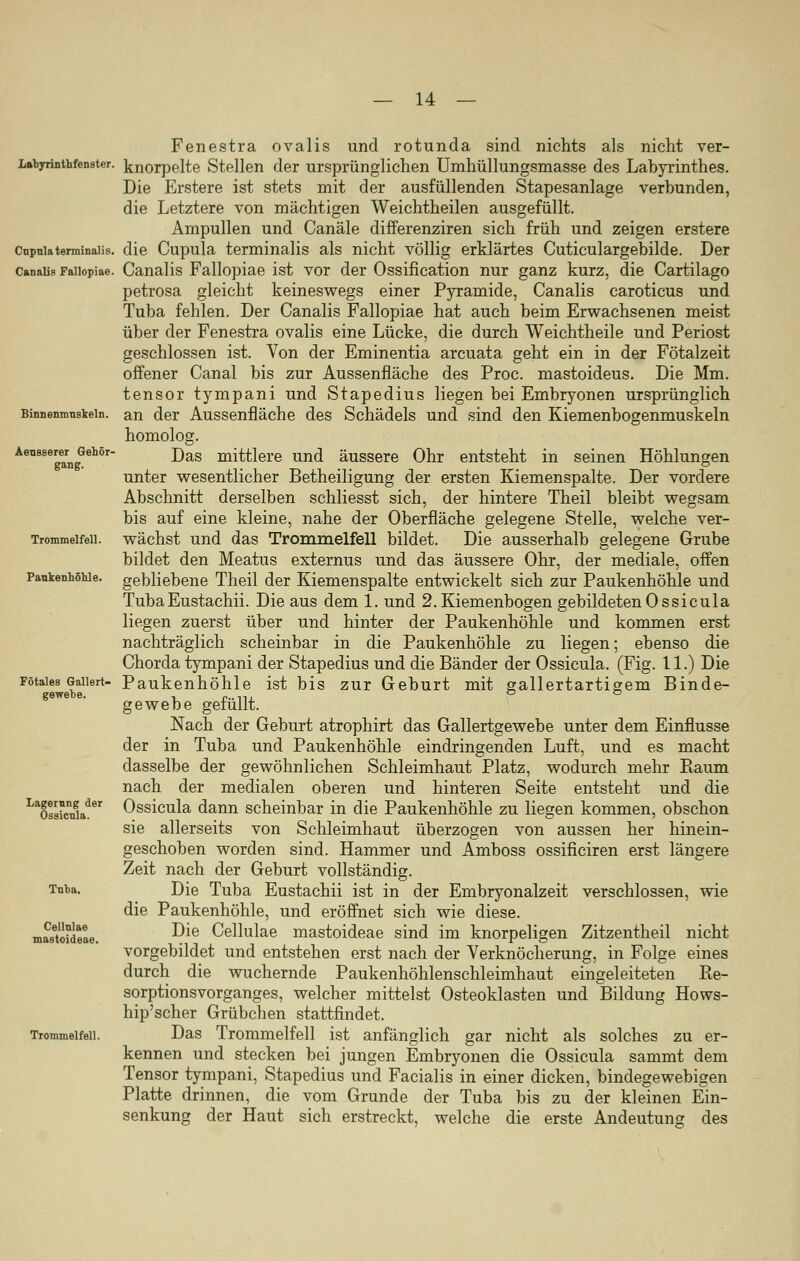 Labyrinthfenster. Cupnlaterminalis. Canalis Fallopiae. Binnenmnskeln. Aensserer Gehör- gang. Trommelfell. Paukenhöhle. Fötales Gallert- Lagerung der Ossicula. Tnba. Cellnlae mastoideae. Trommelfell. Fenestra ovalis und rotunda sind nichts als nicht ver- knorpelte Stellen der ursprünglichen Umhüllungsmasse des Labyrinthes. Die Erstere ist stets mit der ausfüllenden Stapesanlage verbunden, die Letztere von mächtigen Weichtheilen ausgefüllt. Ampullen und Canäle differenziren sich früh und zeigen erstere die Cupula terminalis als nicht völlig erklärtes Cuticulargebilde. Der Canalis Fallopiae ist vor der Ossifikation nur ganz kurz, die Cartilago petrosa gleicht keineswegs einer Pyramide, Canalis caroticus und Tuba fehlen. Der Canalis Fallopiae hat auch beim Erwachsenen meist über der Fenestra ovalis eine Lücke, die durch Weichtheile und Periost geschlossen ist. Von der Eminentia arcuata geht ein in der Fötalzeit offener Canal bis zur Aussenfiäche des Proc. mastoideus. Die Mm. tensor tympani und Stapedius liegen bei Embryonen ursprünglich an der Aussenfiäche des Schädels und sind den Kiemenbogenmuskeln homolog. Das mittlere und äussere Ohr entsteht in seinen Höhlungen unter wesentlicher Betheiligung der ersten Kiemenspalte. Der vordere Abschnitt derselben schliesst sich, der hintere Theil bleibt wegsam bis auf eine kleine, nahe der Oberfläche gelegene Stelle, welche ver- wächst und das Trommelfell bildet. Die ausserhalb gelegene Grube bildet den Meatus externus und das äussere Ohr, der mediale, offen gebliebene Theil der Kiemenspalte entwickelt sich zur Paukenhöhle und TubaEustachii. Die aus dem 1. und 2. Kiemenbogen gebildeten Ossicula liegen zuerst über und hinter der Paukenhöhle und kommen erst nachträglich scheinbar in die Paukenhöhle zu liegen; ebenso die Chorda tympani der Stapedius und die Bänder der Ossicula. (Fig. 11.) Die Paukenhöhle ist bis zur Geburt mit gallertartigem Binde- gewebe gefüllt. Nach der Geburt atrophirt das Gallertgewebe unter dem Einflüsse der in Tuba und Paukenhöhle eindringenden Luft, und es macht dasselbe der gewöhnlichen Schleimhaut Platz, wodurch mehr Kaum nach der medialen oberen und hinteren Seite entsteht und die Ossicula dann scheinbar in die Paukenhöhle zu liegen kommen, obschon sie allerseits von Schleimhaut überzogen von aussen her hinein- geschoben worden sind. Hammer und Amboss ossificiren erst längere Zeit nach der Geburt vollständig. Die Tuba Eustachii ist in der Embryonalzeit verschlossen, wie die Paukenhöhle, und eröffnet sich wie diese. Die Cellulae mastoideae sind im knorpeligen Zitzentheil nicht vorgebildet und entstehen erst nach der Verknöcherung, in Folge eines durch die wuchernde Paukenhöhlenschleimhaut eingeleiteten Re- sorptionsvorganges, welcher mittelst Osteoklasten und Bildung Hows- hip'scher Grübchen stattfindet. Das Trommelfell ist anfänglich gar nicht als solches zu er- kennen und stecken bei jungen Embryonen die Ossicula sammt dem Tensor tympani, Stapedius und Facialis in einer dicken, bindegewebigen Platte drinnen, die vom Grunde der Tuba bis zu der kleinen Ein- senkung der Haut sich erstreckt, welche die erste Andeutung des