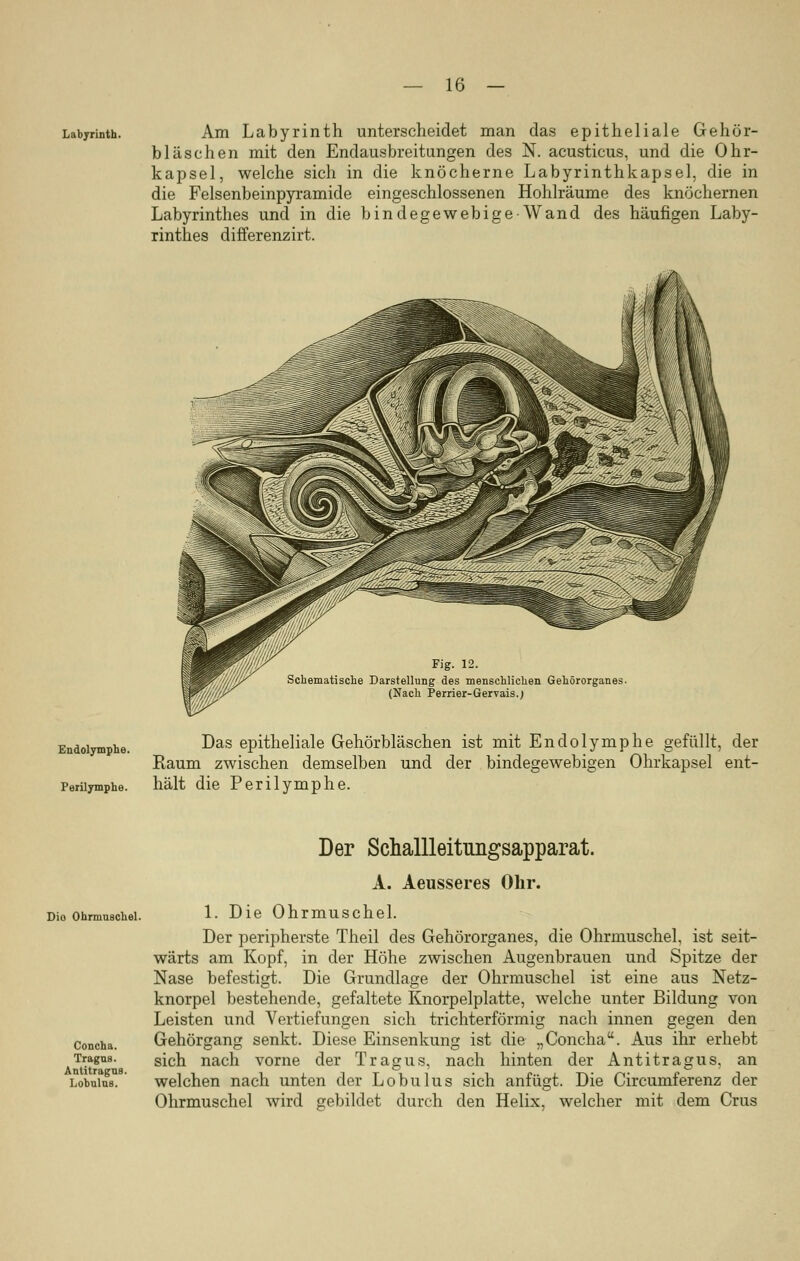 Labyrinth. Am Labyrinth unterscheidet man das epitheliale Gehör- bläschen mit den Endausbreitungen des N. acusticus, und die Ohr- kapsel, welche sich in die knöcherne Labyrinthkapsel, die in die Felsenbeinpyramide eingeschlossenen Hohlräume des knöchernen Labyrinthes und in die bindegewebige-Wand des häufigen Laby- rinthes differenzirt. Fig. 12. Schemati sehe Darstellung des menschlichen Gehörorganes. (Nach Perrier-Gervais.j Endolymphe. Das epitheliale Gehörbläschen ist mit Endolymphe gefüllt, der Raum zwischen demselben und der bindegewebigen Ohrkapsel ent- Periiymphe. hält die Perilymphe. Dio Ohrmuschel. Concha. Tragus. Antitragus. Lobulus. Der Schallleitungsapparat. A. Aeusseres Ohr. 1. Die Ohrmuschel. Der peripherste Theil des Gehörorganes, die Ohrmuschel, ist seit- wärts am Kopf, in der Höhe zwischen Augenbrauen und Spitze der Nase befestigt. Die Grundlage der Ohrmuschel ist eine aus Netz- knorpel bestehende, gefaltete Knorpelplatte, welche unter Bildung von Leisten und Vertiefungen sich trichterförmig nach innen gegen den Gehörgang senkt. Diese Einsenkung ist die „Concha. Aus ihr erhebt sich nach vorne der Tragus, nach hinten der Antitragus, an welchen nach unten der Lobulus sich anfügt. Die Circumferenz der Ohrmuschel wird gebildet durch den Helix, welcher mit dem Crus