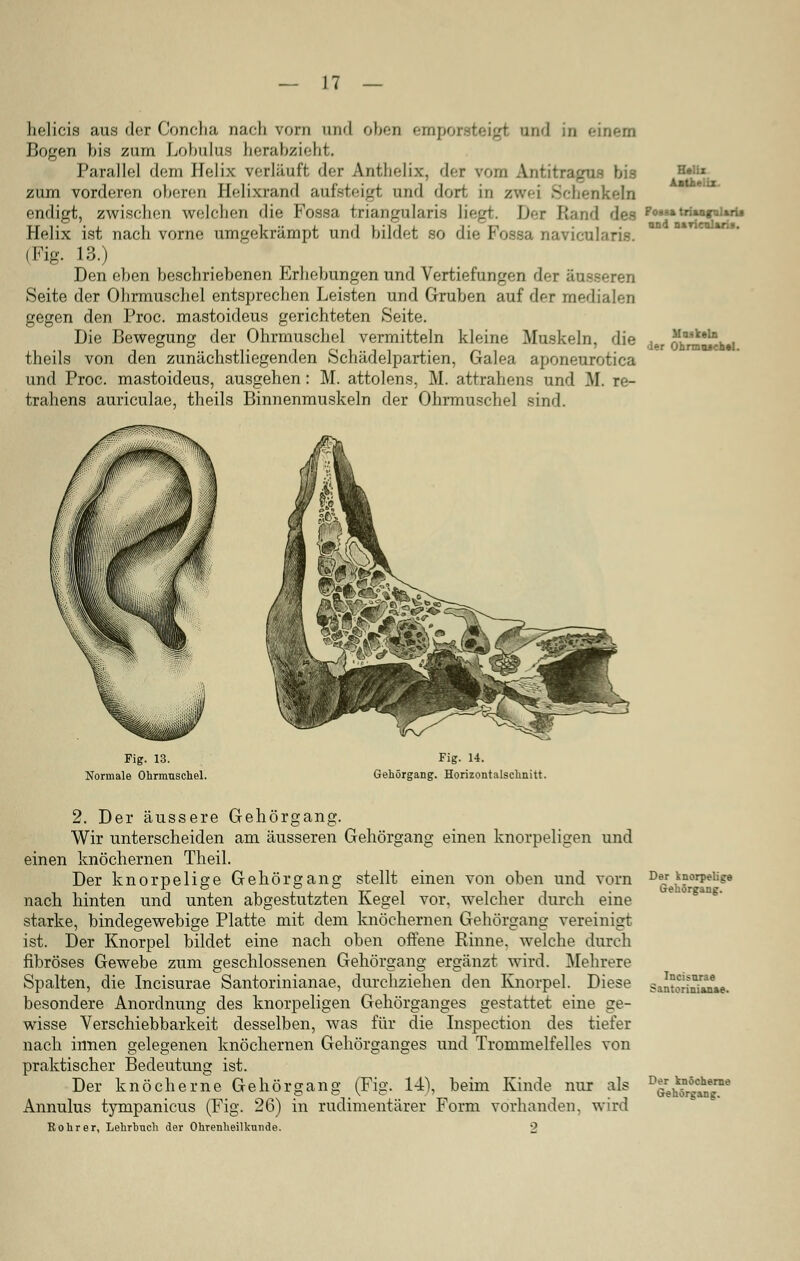 Helix and naricülftrii. helicis aus der Concha naHi vorn und oben emporsteigt und in einem Bogen bis zum Lobulus herabzieht. Parallel dem Helix verläuft der Anthelix. der vom Antitragns bis zum vorderen oberen Helixrand aufsteigt und dort in zwei Schenkeln endigt, zwischen welchen die Fossa triangularis liegt. Der Rand des pj Helix ist nach vorne nmgekrämpt und bildet so die Fossa navicularis. (Fig. 13.) Den eben beschriebenen Erhebungen und Vertiefungen der äusseren Seite der Ohrmuschel entsprechen Leisten und Gruben auf der medialen gegen den Proc. mastoideus gerichteten Seite. Die Bewegung der Ohrmuschel vermitteln kleine Muskeln, die theils von den zunächstliegenden Schädelpartien, Galea aponeurotica und Proc. mastoideus, ausgehen: M. attolens, M. attrahens und M. re- trahens auriculae, theils Binnenmuskeln der Ohrmuschel sind. Muskeln •ler Ohnnojchel. Fig. 13. Normale Ohrmuschel. Fig. 14. Gehörgang. Horizontalschnitt. 2. Der äussere Gehörgang. Wir unterscheiden am äusseren Gehörgang einen knorpeligen und einen knöchernen Theil. Der knorpelige Gehörgang stellt einen von oben und vorn nach hinten und unten abgestutzten Kegel vor, welcher durch eine starke, bindegewebige Platte mit dem knöchernen Gehörgang vereinigt ist. Der Knorpel bildet eine nach oben offene Rinne, welche durch fibröses Gewebe zum geschlossenen Gehörgang ergänzt wird. Mehrere Spalten, die Incisurae Santorinianae, durchziehen den Knorpel. Diese besondere Anordnung des knorpeligen Gehörganges gestattet eine ge- wisse Verschiebbarkeit desselben, was für die Inspection des tiefer nach innen gelegenen knöchernen Gehörganges und Trommelfelles von praktischer Bedeutung ist. Der knöcherne Gehörgang (Fig. l-i\ beim Kinde nur als Annulus tympanicus (Fig. 26) in rudimentärer Form vorhanden, wird Rohr er, Lehrbuch der Ohrenheilkunde. 2 Der knorpelige Gehörganf. Incisurae Santc>rinian»e. Der knöcherne Gehörgang.