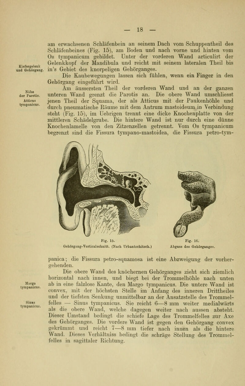 Kiefergelenk und Gehörgang. Nähe der Parotis. Atticns tympaniens. am erwachsenen Schläfenbein an seinem Dach vom Schuppentheil des Schläfenbeines (Fig. 15), am Boden und nach vorne und hinten vom Os tympanicum gebildet. Unter der vorderen Wand articulirt der Gelenkkopf der Mandibula und reicht mit seinem lateralen Theil bis in's Gebiet des knorpeligen Gehörganges. Die Kaubewegungen lassen sich fühlen, wenn ein Finger in den Gehörgang eingeführt wird. Am äussersten Theil der vorderen Wand und an der ganzen unteren Wand grenzt die Parotis an. Die obere Wand umschliesst jenen Theil der Squama, der als Atticus mit der Paukenhöhle und durch pneumatische Räume mit dem Antrum mastoideum in Verbindung steht (Fig. 15), im Uebrigen trennt eine dicke Knochenplatte von der mittleren Schädelgrube. Die hintere Wand ist nur durch eine dünne Knochenlamelle von den Zitzenzellen getrennt. Vom Os tympanicum begrenzt sind die Fissura tympano-mastoidea, die Fissura petro-tym- Fig. 15. Gehörgang-Verticalschnitt. (Nach Urbantschitsch.) Fig. 16. Abguss des Gehörganges. Margo tympaniens. Sintis tympanicus. panica; die Fissura petro-squarnosa ist eine Abzweigung der vorher- gehenden. Die obere Wand des knöchernen Gehörganges zieht sich ziemlich horizontal nach innen, und biegt bei der Trommelhöhle nach unten ab in eine falzlose Kante, den Margo tympanicus. Die untere Wand ist convex, mit der höchsten Stelle im Anfang des inneren Drittheiles und der tiefsten Senkung unmittelbar an der Ansatzstelle des Trommel- felles — Sinus tympanicus. Sie reicht 6—8 mm weiter medialwärts als die obere Wand, welche dagegen weiter nach aussen absteht. Dieser Umstand bedingt die schiefe Lage des Trommelfelles zur Axe des Gehörganges. Die vordere Wand ist gegen den Gehörgang convex gekrümmt und reicht 7—8 mm tiefer nach innen als die hintere Wand. Dieses Verhältniss bedingt die schräge Stellung des Trommel- felles in sagittaler Richtung.