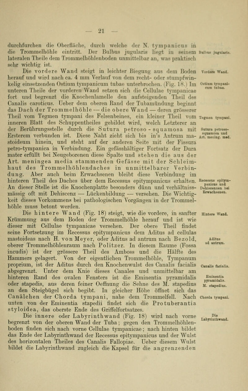 durchfurchen die Oberfläche, durch welche der N. tympanicue in die Trommelhöhle eintritt, her Uiilbus jugularifl liegt in Seinem W m j«ful»fl*. lateralen Theile dem Troniinelhöhlenboden unmittelbar an, WOB \>: sehr wichtig ist. Die vordere Wand steigt in leichter Biegung aus dein Hoden vorder« w»Dd. herauf und wird nach ca. 4 mm Verlauf von dem recht- oder stumpfwin- kelig einsetzenden Ostium tympanicum tubae unterbroeln-u. | Fig. 18. Im o«uum tympani- unteren Theile der vorderen Wand setzen sich die Cellulae tympanicae fort und begrenzt die Knochenlamelle den aufsteigenden Theil des Canalis caroticus. lieber dem oberen Band der Tubamündung beginnt das Dach der Trommelhöhle — die obere Wand — denn grösserer Theil vom Tegmen tympani des Felsenbeines, ein kleiner Theil vom Te&men tympuü. inneren Blatt des Schuppentheiles gebildet wird, welch Letzterer an der Berührungsstelle durch die Sutura petroso - squamosa mit sntur» petros©- Ersterem verbunden ist. Diese Naht zieht sich bis in's Antrum ma- Art^e^inV^. stoideum hinein, und steht auf der anderen Seite mit der Fissura petro-tympanica in Verbindung. Ein gefässhältiger Fortsatz der Dura mater erfüllt bei Neugeborenen diese Spalte und stehen die aus der Art. meningea media stammenden Gefässe mit der Schleim- haut des Trommelhöhlendaches in unmittelbarer Verbin- dung. Aber auch beim Erwachsenen bleibt diese Verbindung im hinteren Theil des Daches über dem Recessus epitympanicus erhalten. Recessus epitym- An dieser Stelle ist die Knochenplatte besonders dünn und verhältniss- Dehiscenzen bei massig oft mit Dehiscenz — Lückenbildung — versehen. Die Wichtig- Erwacllsenen- keit dieses Vorkommens bei pathologischen Vorgängen in der Trommel- höhle muss betont werden. Die hintere Wand (Fig. 18) steigt, wie die vordere, in sanfter Hintere wand. Krümmung aus dem Boden der Trommelhöhle herauf und ist wie dieser mit Cellulae tympanicae versehen. Der obere Theil findet seine Fortsetzung im Recessus epitympanicus dem Aditus ad cellulas mastoideas nach H. von Meyer, oder Aditus ad antrum nach Bezold, Aditus oberer Trommelhöhlenraum nach Politzer. In diesem Räume (Fossa ineudis) ist der grössere Theil des Amboss und die Hälfte des Hammers gelagert. Von der eigentlichen Trommelhöhle, Tympanum proprium, ist der Aditus durch den Knochenwulst des Canalis facialis canalis facialis, abgegrenzt. Unter dem Knie dieses Canales und unmittelbar am hinteren Rand des ovalen Fensters ist die Eminentia pyramidalis El^edn<^as oder stapedis, aus deren feiner Oeffnung die Sehne des M. stapedius M. supedins. an den Steigbügel sich begibt. In gleicher Höhe öffnet sich das Canälchen der Chorda tympani, nahe dem Trommelfell. Nach Chorda tympani. unten von der Eminentia stapedii findet sich die Protuberantia styloidea, das oberste Ende des Griffelfortsatzes. Die innere oder Labyrinthwand (Fig. 18) wird nach vorne .Di« begrenzt von der oberen Wand der Tuba; gegen den Trommelhöhlen- boden finden sich nach vorne Cellulae tympanicae; nach hinten bildet das Ende der Labyrinthwand der Recessus epitympanicus und der Wulst des horizontalen Theiles des Canalis Fallopiae. Ueber diesem Wulst bildet die Labyrinthwand zugleich die Kapsel für die angrenzenden