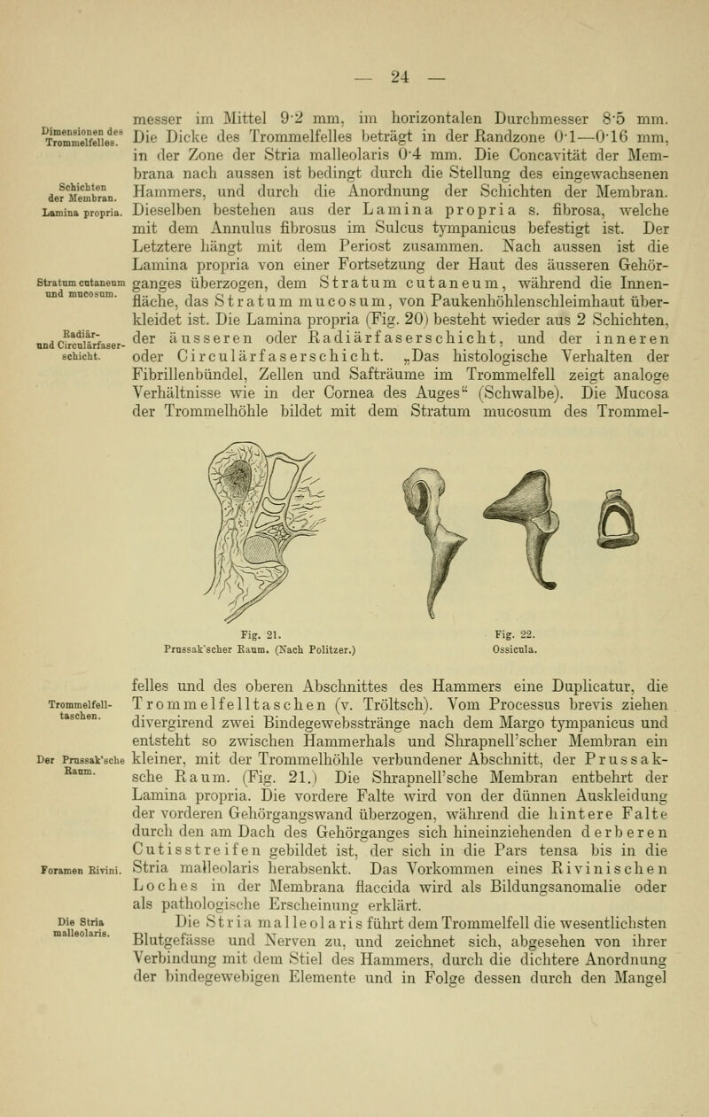 Dimensionen des Trommelfelles. Schichten der Membran. Lamina propria. Stratum cutaneum and mncosnm. Radiär- und Circulärfaser- schicht. messer im Mittel 92 mm. im horizontalen Durchmesser 8*5 mm. Die Dicke des Trommelfelles beträgt in der Randzone 0*1—016 mm, in der Zone der Stria malleolaris 0*4 mm. Die Concavität der Mem- brana nach aussen ist bedingt durch die Stellung des eingewachsenen Hammers, und durch die Anordnung der Schichten der Membran. Dieselben bestehen aus der Lamina propria s. fibrosa, welche mit dem Annulus fibrosus im Sulcus tympanicus befestigt ist. Der Letztere hängt mit dem Periost zusammen. Nach aussen ist die Lamina propria von einer Fortsetzung der Haut des äusseren Gehör- ganges überzogen, dem Stratum cutaneum, während die Innen- fläche, das Stratum mucosum, von Paukenhöhlenschleimhaut über- kleidet ist. Die Lamina propria (Fig. 20) besteht wieder aus 2 Schichten, der äusseren oder Radiärfaserschicht, und der inneren oder CirculärfaserSchicht. „Das histologische Verhalten der Fibrillenbündel, Zellen und Safträume im Trommelfell zeigt analoge Verhältnisse wie in der Cornea des Auges (Schwalbe). Die Mucosa der Trommelhöhle bildet mit dem Stratum mucosum des Trommel- Fig. 21. Prussakscher Kaum. (Such. Politzer.) Trommelfell- taschen. Raum. feiles und des oberen Abschnittes des Hammers eine Duplicatur, die Trommelfelltaschen (v. Tröltsch). Vom Processus brevis ziehen divergirend zwei Bindegewebsstränge nach dem Margo tympanicus und entsteht so zwischen Hammerhals und ShrapnelFscher Membran ein Der Prussak'sche kleiner, mit der Trommelhöhle verbundener Abschnitt, der P r u s s a k- sche Raum. (Fig. 21.) Die Shrapnell'sche Membran entbehrt der Lamina propria. Die vordere Falte wird von der dünnen Auskleidung der vorderen Gehörgangswand überzogen, während die hintere Falte durch den am Dach des Gehörganges sich hineinziehenden derberen Cutisstreifen gebildet ist, der sich in die Pars tensa bis in die Stria malleolaris herabsenkt. Das Vorkommen eines Rivinischen Loches in der Membrana flaccida wird als Bildungsanomalie oder als pathologische Erscheinung erklärt. Die Stria malleolaris führt dem Trommelfell die wesentlichsten Blutgefässe und Nerven zu, und zeichnet sich, abgesehen von ihrer Verbindung mit dem Stiel des Hammers, durch die dichtere Anordnung der bindegewebigen Elemente und in Folae dessen durch den Manse! Foramen Rivini. Die Stria malleolaris.