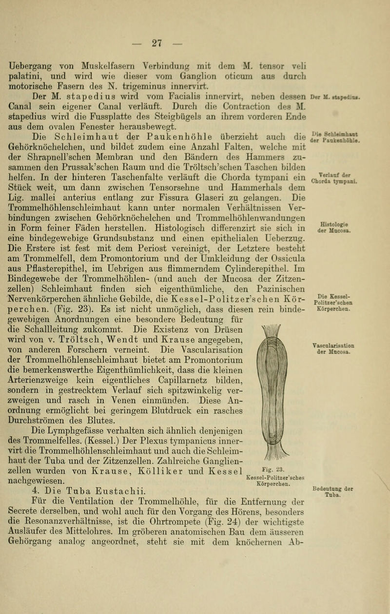 Uebergang von Muskelfasern Verbindung mit dem ML teneoi veli palatini, und wird wie dieser vorn Ganglion oticmn aus durch motorische Fasern des N. trigeminus innervirt. Der M. stapedius wird vom Facialis innervirt, neben dessen Canal sein eigener Canal verläuft. Durch die Contraction de stapedius wird die Fussplatte des »Steigbügels an ihrem vorderen Ende aus dem ovalen Fenester herausbewegt. Die Schleimhaut der Paukenhöhle überzieht auch die Gehörknöchelchen, und bildet zudem eine Anzahl Falten, welche mit der Shrapnell'schen Membran und den Bändern des Hammers zu- sammen den Prussak'schen Raum und die Tröltsch'schen Taschen bilden helfen. In der hinteren Taschenfalte verläuft die Chorda tympani ein Stück weit, um dann zwischen Tensorsehne und Hammerhals dem Lig. mallei anterius entlang zur Fissura Glaseri zu gelangen. Die Trommelhöhlenschleimhaut kann unter normalen Verhältnissen Ver- bindungen zwischen Gehörknöchelchen und Trommelhöhlenwandungen in Form feiner Fäden herstellen. Histologisch differenzirt sie sich in eine bindegewebige Grundsubstanz und einen epithelialen Ueberzug. Die Erstere ist fest mit dem Periost vereinigt, der Letztere besteht am Trommelfell, dem Promontorium und der Umkleidung der Ossicula aus Pflasterepithel, im Uebrigen aus flimmerndem Cylinderepithel. Im Bindegewebe der Trommelhöhlen- (und auch der Mucosa der Zitzen- zellen) Schleimhaut finden sich eigenthümliche, den Pazinischen Nervenkörperchen ähnliche Gebilde, die Kessel-Politzerschen Kör- perchen. (Fig. 23). Es ist nicht unmöglich, dass diesen rein binde- gewebigen Anordnungen eine besondere Bedeutung für die Schallleitung zukommt. Die Existenz von Drüsen wird von v. Tröltsch, Wendt und Krause angegeben, von anderen Forschern verneint. Die Vascularisation der Trommelhöhlenschleimhaut bietet am Promontorium die bemerkenswerthe Eigentümlichkeit, dass die kleinen Arterienzweige kein eigentliches Capillarnetz bilden, sondern in gestrecktem Verlauf sich spitzwinkelig ver- zweigen und rasch in Venen einmünden. Diese An- ordnung ermöglicht bei geringem Blutdruck ein rasches Durchströmen des Blutes. Die Lymphgefässe verhalten sich ähnlich denjenigen des Trommelfelles. (Kessel.) Der Plexus tympanicus inner- virt die Trommelhöhlenschleimhaut und auch die Schleim- haut der Tuba und der Zitzenzellen. Zahlreiche Ganglien- zellen wurden von Krause, Kölliker und Kessel nachgewiesen. 4. Die Tuba Eustachii. Für die Ventilation der Trommelhöhle, für die Entfernung der Secrete derselben, und wohl auch für den Vorgang des Hörens, besonders die Resonanzverhältnisse, ist die Ohrtrompete (Fig. 24) der wichtigste Ausläufer des Mittelohres. Im gröberen anatomischen Bau dem äusseren Gehörgang analog angeordnet, steht sie mit dem knöchernen Ab- 1 Fig. -23. Kessel-Politzer'sches Körpercheu. Der M. iUp«diw. L»ie Schleimhaut der Paukenhöhle. Verlauf der Chorda tympani. Histologie der Mucosa. Die Kessel- Politzer'schen Körperchen. Vascularisation der Mncosa. Bedeutung der Tuba.