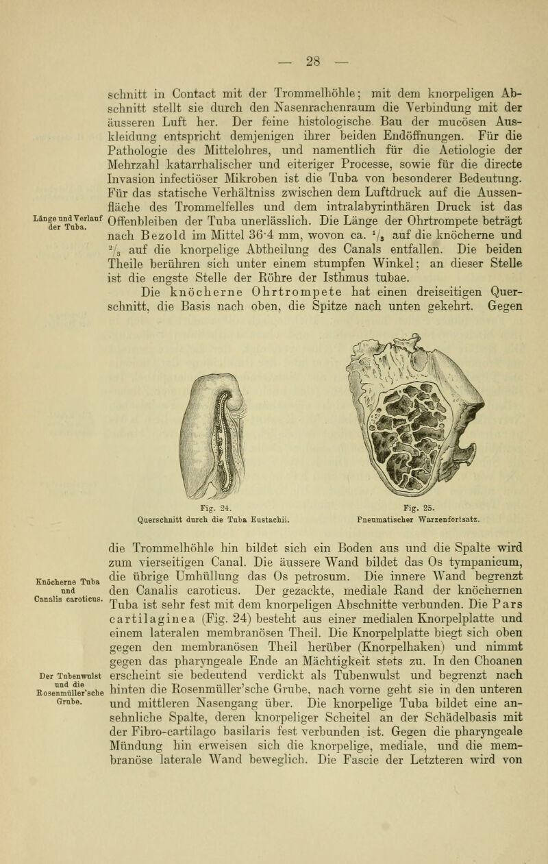 schnitt in Contact mit der Trommelhöhle; mit dem knorpeligen Ab- schnitt stellt sie durch den Nasenrachenraum die Verbindung mit der äusseren Luft her. Der feine histologische Bau der mucösen Aus- kleidung entspricht demjenigen ihrer beiden Endöffhungen. Für die Pathologie des Mittelohres, und namentlich für die Aetiologie der Mehrzahl katarrhalischer und eiteriger Processe, sowie für die directe Invasion infectiöser Mikroben ist die Tuba von besonderer Bedeutung. Für das statische Verhältniss zwischen dem Luftdruck auf die Aussen- fläche des Trommelfelles und dem intralabyrinthären Druck ist das LäDderUTdnbarlailf Offenbleiben der Tuba unerlässlich. Die Länge der Ohrtrompete beträgt nach Bezold im Mittel 364 mm, wovon ca. 1(a auf die knöcherne und 2/3 auf die knorpelige Abtheilung des Canals entfallen. Die beiden Theile berühren sich unter einem stumpfen Winkel; an dieser Stelle ist die engste Stelle der Röhre der Isthmus tubae. Die knöcherne Ohrtrompete hat einen dreiseitigen Quer- schnitt, die Basis nach oben, die Spitze nach unten gekehrt. Gegen Fig. 24. Querschnitt durch die Tuba Eustachii. Fig. 25. Pneumatischer Warzenfortsatz. Knöcherne Tuba und Canalis caroticns die Trommelhöhle hin bildet sich ein Boden aus und die Spalte wird zum vierseitigen Canal. Die äussere Wand bildet das Os tympanicum, die übrige Umhüllung das Os petrosum. Die innere Wand begrenzt den Canalis caroticus. Der gezackte, mediale Band der knöchernen Tuba ist sehr fest mit dem knorpeligen Abschnitte verbunden. Die Pars cartilaginea (Fig. 24) besteht aus einer medialen Knorpelplatte und einem lateralen membranösen Theil. Die Knorpelplatte biegt sich oben gegen den membranösen Theil herüber (Knorpelhaken) und nimmt gegen das pharyngeale Ende an Mächtigkeit stets zu. In den Choanen Der Tnbenwuist erscheint sie bedeutend verdickt als Tubenwulst und begrenzt nach Rosen^aiwsche hinten die Rosenmüller'sche Grube, nach vorne geht sie in den unteren Grube. un(j mittleren Nasengang über. Die knorpelige Tuba bildet eine an- sehnliche Spalte, deren knorpeliger Scheitel an der Schädelbasis mit der Fibro-cartilago basilaris fest verbunden ist. Gegen die pharyngeale Mündung hin erweisen sich die knorpelige, mediale, und die niem- branöse laterale Wand beweglich. Die Fascie der Letzteren wird von