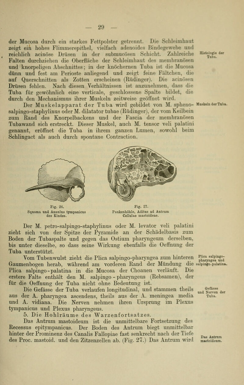 der Mucosa durch ein starkes Fettpolster getrennt. Die Schleimhaut zeigt ein hohes Flimmerepithel, vielfach adenoide Bindegewebe and reichlich acinöse Drüsen in der subnracösen Schicht. Zahlreiche Falten durchziehen die Oberfläche der Schleimhaut des membranöeen und knorpeligen Abschnittes; in der knöcherrif;n Tuba ist die Mu dünn und fest am Perioste anliegend und zeigt feine Fältchen, die auf Querschnitten als Zotten erscheinen (Rüdinger). Die acinösen Drüsen fehlen. Nach diesen Verhältnissen ist anzunehmen, dass die Tuba für gewöhnlich eine verticale, geschlossene Spalte bildet, die durch den Mechanismus ihrer Muskeln zeitweise geöffnet wird. Der Muskelapparat der Tuba wird gebildet von M. spheno- salpingo-staphylinus oder M. dilatator tubae (Rüdinger), der vom Keilbein zum Rand des Knorpelbackens und der Fascia der membranösen Tubawand sich erstreckt. Dieser Muskel, auch M. tensor veli palatini genannt, eröffnet die Tuba in ihrem ganzen Lumen, sowohl beim Schlingact als auch durch spontane Contraction. Hi-t- .' - Im Tob». Muskeln der Tab». Fig. 26. Squama nnd Annnlns tympanicus des Kindes. Fig. 27. Paukenhöhle, Aditus ad Antrum Cellulae mastoideae. Der M. petro-salpingo-staphylinus oder M. levator veli palatini zieht sich von der Spitze der Pyramide an der Schädelbasis zum Boden der Tubaspalte und gegen das Ostium pharyngeum derselben, bis unter dieselbe, so dass seine Wirkung ebenfalls die Oeffnung der Tuba unterstützt. Vom Tubenwulst zieht die Plica salpingo-pharyngea zum hinteren Gaumenbogen herab, während am vorderen Rand der Mündung die Plica salpingo - palatina in die Mucosa der Choanen verläuft. Die erstere Falte enthält den M. salpingo - pharyngeus (Rebsamen), der für die Oeffnung der Tuba nicht ohne Bedeutung ist. Die Gefässe der Tuba verlaufen longitudinal, und stammen theils aus der A. pharyngea ascendens, theils aus der A. meningea media und A. vidiana. Die Nerven nehmen ihren Ursprung im Plexus tympanicus und Plexus pharyngeus. 5. Die Hohlräume des Warzenfortsatzes. Das Antrum mastoideum ist die unmittelbare Fortsetzung des Recessus epitympanicus. Der Boden des Antrum biegt unmittelbar hinter der Prominenz des Canalis Fallopiae fast senkrecht nach der Tiefe des Proc. mastoid. und den Zitzenzellen ab. (Fig. 27.) Das Antrum wird Plica salpingo- pharyngea und salpingo-palatina. Gefässe and Xerven der Tuba. Das Antrum mastoidenm.