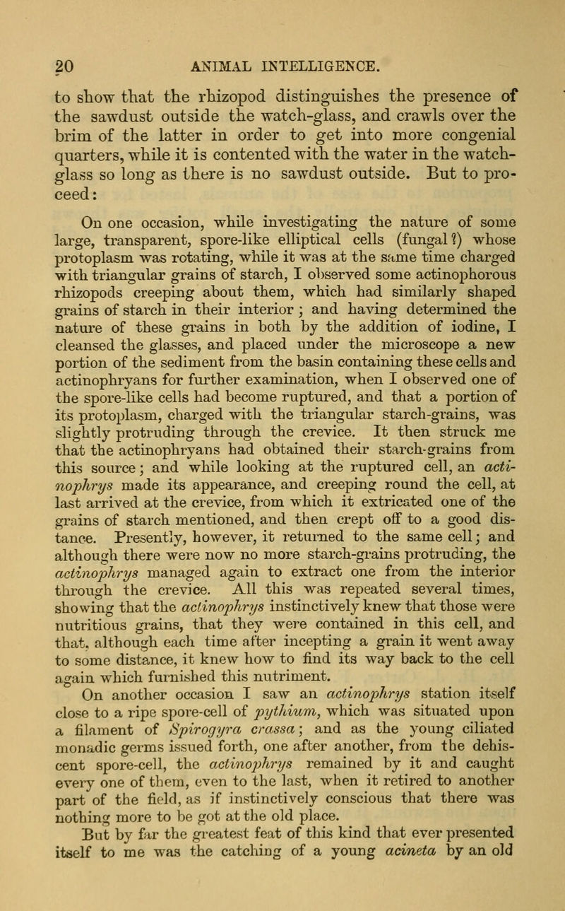 to sliow tliat the rhizopod distinguislies the presence of the sawdust outside the watch-glass, and crawls over the brim of the latter in order to get into more congenial quarters, whUe it is contented with the water in the watch- glass so long as there is no sawdust outside. But to pro- ceed: On one occasion, while investigating the nature of some large, transparent, spore-like elliptical cells (fungal?) whose protoplasm was rotating, while it was at the same time charged with triangular grains of starch, I observed some actinophorous rhizopods creeping about them, which had similarly shaped grains of starch in their interior ', and having determined the nature of these grains in both by the addition of iodine, I cleansed the glasses, and placed under the microscope a new portion of the sediment from the basin containing these cells and actinophryans for further examination, when I observed one of the spore-like cells had become ruptured, and that a portion of its protoplasm, charged with the triangular starch-grains, was slightly protruding through the crevice. It then struck me that the actinophryans had obtained their starch-grains from this source; and while looking at the ruptured cell, an acti- nophrys made its appearance, and creeping round the cell, at last arrived at the crevice, from which it extricated one of the grains of starch mentioned, and then crept off to a good dis- tance. Presently, however, it returned to the same cell; and although there were now no more starch-grains protruding, the actinophrys managed again to extract one from the interior through the crevice. All this was repeated several times, showing that the aclinophrys instinctively knew that those were nutritious grains, that they were contained in this cell, and that, although each time after incepting a grain it went away to some distance, it knew how to find its way back to the cell again which furnished this nutriment. On another occasion I saw an actinophrys station itself close to a ripe spore-cell of pythium, which was situated upon a filament of iSpirogyra crassa; and as the young ciliated monadic germs issued forth, one after another, from the dehis- cent spore-cell, the actinophrys remained by it and caught every one of them, even to the last, when it retired to another part of the field, as if instinctively conscious that there was nothing more to be got at the old place. But by fir the greatest feat of this kind that ever presented itself to me was the catching of a young adnata by an old