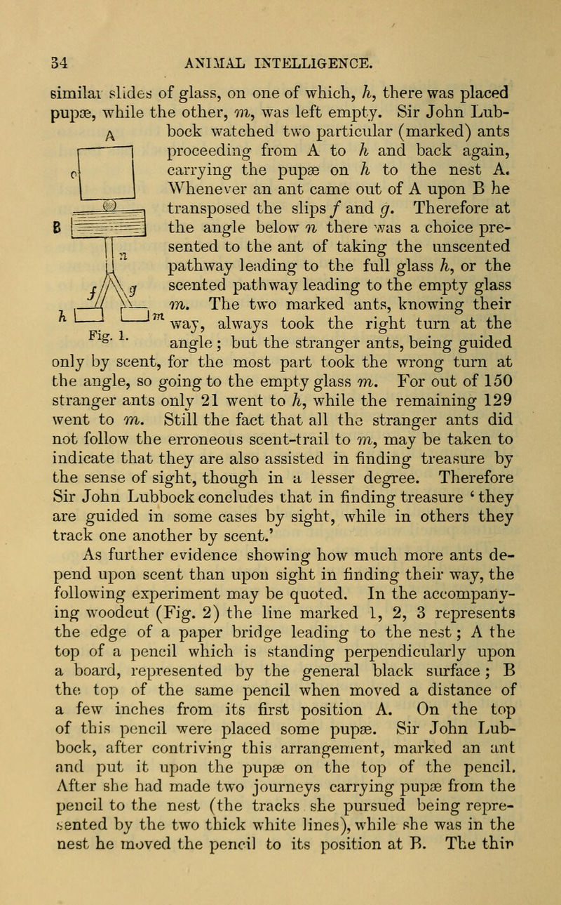 Bimilai slides of glass, on one of which, h, there was placed pupoe, while the other, 7U, was left empty. Sir John Lub- bock watched two particular (marked) ants proceeding from A to h and back again, carrying the pupae on h to the nest A. Whenever an ant came out of A upon B he transposed the slips / and g. Therefore at the angle below n there was a choice pre- sented to the ant of taking the unscented pathway leading to the full glass h, or the g scented pathway leading to the empty glass Vn— ^Yi. The two marked ants, knowing their ^^way, always took the right turn at the ^^' ' angle ; but the stranger ants, being guided only by scent, for the most part took the wrong turn at the angle, so going to the empty glass -m. For out of 150 stranger ants only 21 went to h, while the remaining 129 went to TYi. Still the fact that all the stranger ants did not follow the erroneous scent-trail to m, may be taken to indicate that they are also assisted in finding treasure by the sense of sight, though in a lesser degree. Therefore Sir John Lubbock concludes that in finding treasure ' they are guided in some cases by sight, while in others they track one another by scent.' As further evidence showing how much more ants de- pend upon scent than upon sight in finding their way, the following experiment may be quoted. In the accompany- ing woodcut (Fig. 2) the line marked 1, 2, 3 represents the edge of a paper bridge leading to the nest; A the top of a pencil which is standing perpendicularly upon a board, represented by the general black surface; B the top of the same pencil when moved a distance of a few inches from its first position A. On the top of this pencil were placed some pupae. Sir John Lub- bock, after contriving this arrangement, marked an ant and put it upon the pupae on the top of the pencil. After she had made two journeys carrying pupae from the pencil to the nest (the tracks she pursued being repre- .sented by the two thick white lines), while she was in the nest he moved the pencil to its position at B. The thin