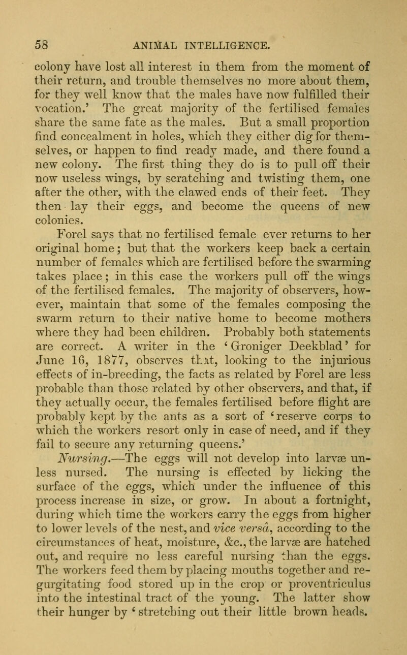 colony have lost all interest in them, from the moment of their return, and trouble themselves no more about them, for they well know that the males have now fulfilled their vocation.' The great majority of the fertilised females share the same fate as the males. But a small proportion find concealment in holes, which they either dig for them- selves, or happen to find ready made, and there found a new colony. The first thing they do is to pull off their now useless wings, by scratching and twisting them, one after the other, with the clawed ends of their feet. They then lay their eggs, and become the queens of new colonies. Forel says that no fertilised female ever returns to her original home; but that the workers keep back a certain number of females which are fertilised before the swarming takes place; in this case the workers pull off the wings of the fertilised females. The majority of observers, how- ever, maintain that some of the females composing the swarm return to their native home to become mothers where they had been children. Probably both statements are correct. A writer in the ' Grroniger Deekblad' for June 16, 1877, observes th}it, looking to the injmdous effects of in-breeding, the facts as related by Forel are less probable than those related by other observers, and that, if they actually occur, the females fertilised before flight are probably kept by the ants as a sort of ' reserve corps to which the workers resort only in case of need, and if they fail to secure any returning queens.' Nursing.—The eggs will not develop into larvae un- less nursed. The nursing is effected by licking the surface of the eggs, which under the influence of this process increase in size, or grow. In about a fortnight, during which time the workers carry the eggs from higher to lower levels of the nest, and vice versa, according to the circumstances of heat, moisture, &c., the larvae are hatched out, and require no less careful nursing than the eggs. The workers feed them by placing mouths together and re- gurgitating food stored up in the crop or proventriculus into the intestinal tract of the young. The latter show their hunger by ' stretching out their little brown heads.