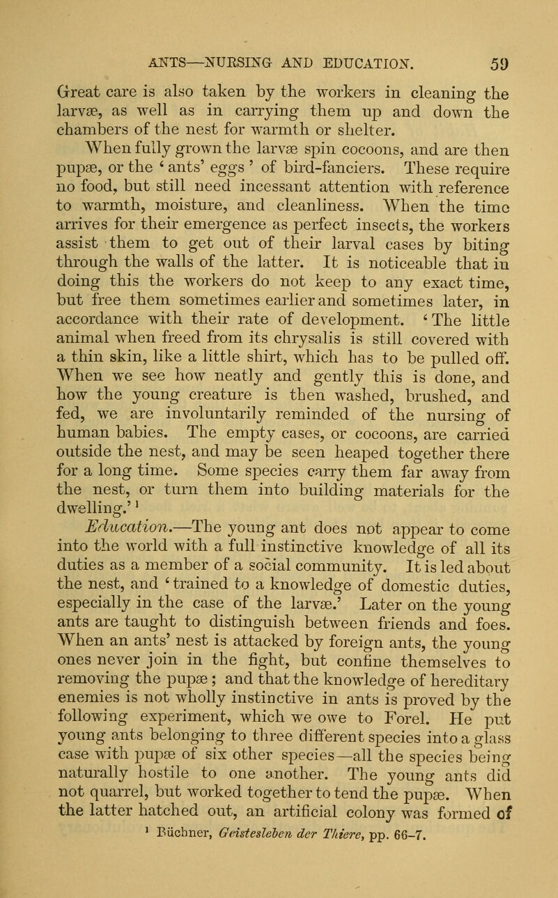 Great care is also taken by the workers in cleaning the larvae, as well as in carrying them up and down the chambers of the nest for warmth or shelter. When fully grown the larvae spin cocoons, and are then pupae, or the ' ants' eggs ' of bird-fanciers. These require no food^ but still need incessant attention with reference to warmth, moisture, and cleanliness. When the time arrives for their emergence as perfect insects, the workers assist them to get out of their larval cases by biting through the walls of the latter. It is noticeable that in doing this the workers do not keep to any exact time, but free them sometimes earlier and sometimes later, in accordance with their rate of development. 'The little animal when freed from its chrysalis is still covered with a thin skin, like a little shirt, which has to be pulled oft'. When we see how neatly and gently this is done, and how the young creature is then washed, brushed, and fed, we are involuntarily reminded of the nursing of human babies. The empty cases, or cocoons, are carried outside the nest, and may be seen heaped together there for a long time. Some species carry them far away from the nest, or turn them into building materials for the dwelling.'' Education.—The young ant does not appear to come into the world with a full instinctive knowledge of all its duties as a member of a social community. It is led about the nest, and ' trained to a knowledge of domestic duties, especially in the case of the larv^.' Later on the young ants are taught to distinguish between friends and foes. When an ants' nest is attacked by foreign ants, the young ones never join in the fight, but confine themselves to removing the pupae; and that the knowledge of hereditary enemies is not wholly instinctive in ants is proved by the following experiment, which we owe to Forel. He put young ants belonging to three different species into a glass case with pup^ of six other species—all the species being naturally hostile to one another. The young ants did not quarrel, but worked together to tend the pupge. When the latter hatched out, an artificial colony was formed of ' Biichner, Geistesleben der Thiere, pp. 66-7.