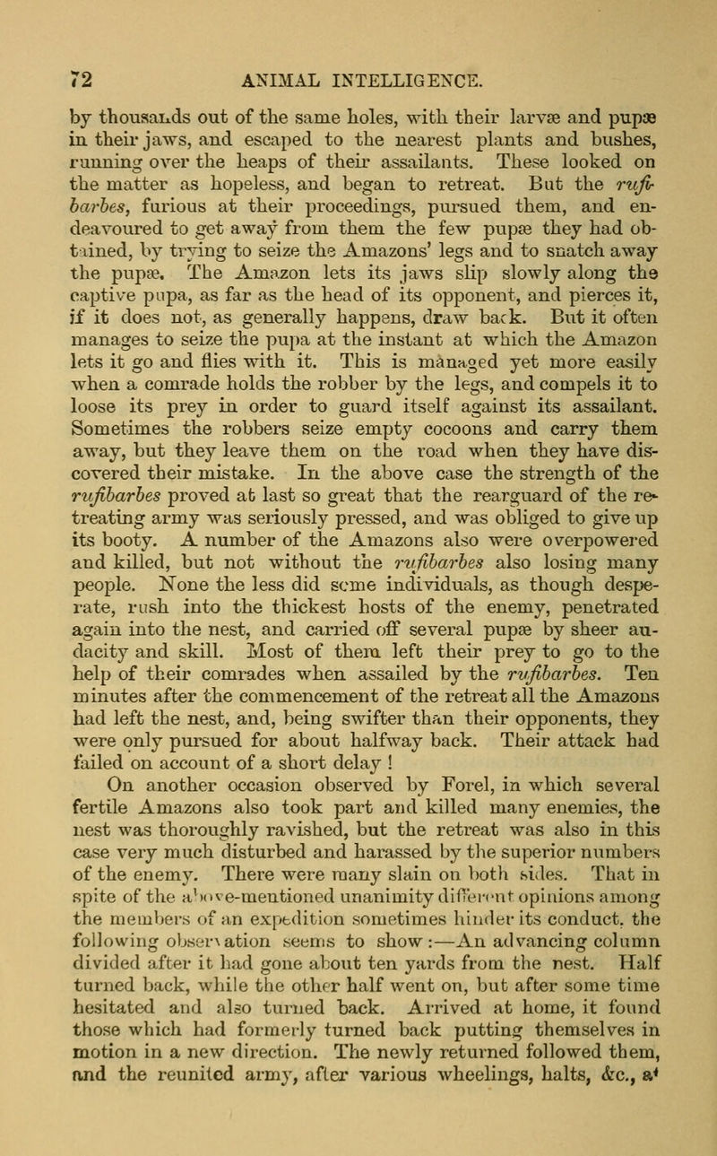 by thousaiids out of the same holes, with theh* larvse and pupae in their jaws, and escaped to the nearest phxnts and bushes, running over the heaps of their assailants. These looked on the matter as hopeless, and began to retreat. But the rujv harhes, furious at their proceedings, pursued them, and en- deavoured to get away from them the few pupse they had ob- tained, by trying to seize the Amazons' legs and to snatch away the pupae. The Amazon lets its jaws slip slowly along the captive pupa, as far as the head of its opponent, and pierces it, if it does not, as generally happens, draw back. But it often manages to seize the pupa at the instant at which the Amazon lets it go and flies with it. This is managed yet more easily when a comrade holds the robber by the legs, and compels it to loose its prey in order to guard itself against its assailant. Sometimes the robbers seize empty cocoons and carry them away, but they leave them on the road when they have dis- covered their mistake. In the above case the strength of the rujlbarbes proved ab last so great that the rearguard of the re^ treating army was seriously pressed, and was obliged to give up its booty. A number of the Amazons also were overpowered and killed, but not without the ruflbarbes also losing many people. None the less did seme individuals, as though despe- rate, rush into the thickest hosts of the enemy, penetrated again into the nest, and carried off several pupse by sheer au- dacity and skill. Most of them left their prey to go to the help of their comrades when assailed by the rvfibarbes. Ten minutes after the commencement of the retreat all the Amazons had left the nest, and, being swifter than their opponents, they were only pursued for about halfway back. Their attack had failed on account of a short delay ! On another occasion observed by Forel, in which several fertile Amazons also took part and killed many enemies, the nest was thoroughly ravished, but the retreat was also in this case very much disturbed and harassed by the superior numbers of the enemy. There were many slain on both sides. That in spite of the above-mentioned unanimity difTei-cnt opinions among the members of an expedition sometimes hinder its conduct, the following obser\ation seems to show:—An advancing column divided after it had gone about ten yards from the nest. Half turned back, while the other half went on, but after some time hesitated and also turned back. Arrived at home, it found those which had formerly turned back putting themselves in motion in a new direction. The newly returned followed them, and the reunited army, after various wheelings, halts, &c., a^
