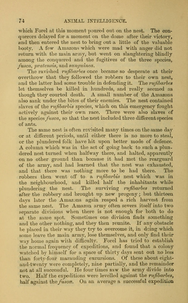 which Forel at this moment poured out on the nest. The con- querors delayed for a moment on the dome after their victory, and then entered the nest to bring out a little of the valuable booty. A few Amazons which were mad with anger did not i-eturn with the main army, but went on slaughtering blindly among the conquered and the fugitives of the three species, fusca, pratensis, and samjuinea. The ravished rufibarhes once became so desperate at their overthrow that they followed the robljers to their own nest, and the latter had some trouble in defending it. The rufibarhes let themselves be killed in hundreds, and really seemed as though they courted death. A small number of the Amazons also sank under the bites of their enemies. The nest contained slaves of the rifiharbis species, which on this emergency fought actively against their own race. There were also slaves of the species/^*sca, so that the nest included three different species of ants. The same nest is often revisited many times on the same day or at different periods, until either there is no more to steal, or the plundered folk have hit upon better mode of defence. A column which was in the act of going back to such a plun- dered nest turned when halfway there, and halted, apparently on no other ground than because it had met the rearguard of the army, and had learned that the nest was exhausted, and that there was nothing more to be had there. The robbers then went off to a rufibarbis nest which was in the neighbourhood, and killed half the inhabitants while plundering the nest. The surviving rufibarhes returned after the robbery and brought up new progeny; but thirteen days later the Amazjns again reaped a rich harvest from the same nest. The Amazon army often severs itself into two separate divisions when there is not enough for both to do at the same spot. Sometimes one division finds something and the other nothing, and they then reunite. If any obstacle be placed in their way they try to overcome it, in doing which some leave the main army, lose themselves, and only find their way home again with difficulty. Forel has tried to establish the normal frequency of expeditions, and found that a colony watched by himself for a space of thirty days sent out no less than forty-four marauding excursions. Of these about eight- and-twenty were completely, nine partially, and the remainder not at all successful. lie four times saw the army divide into two. Half the expeditions were levelled against the rifiharhes, half against \\\^.fuscce. On an average a successful expedition