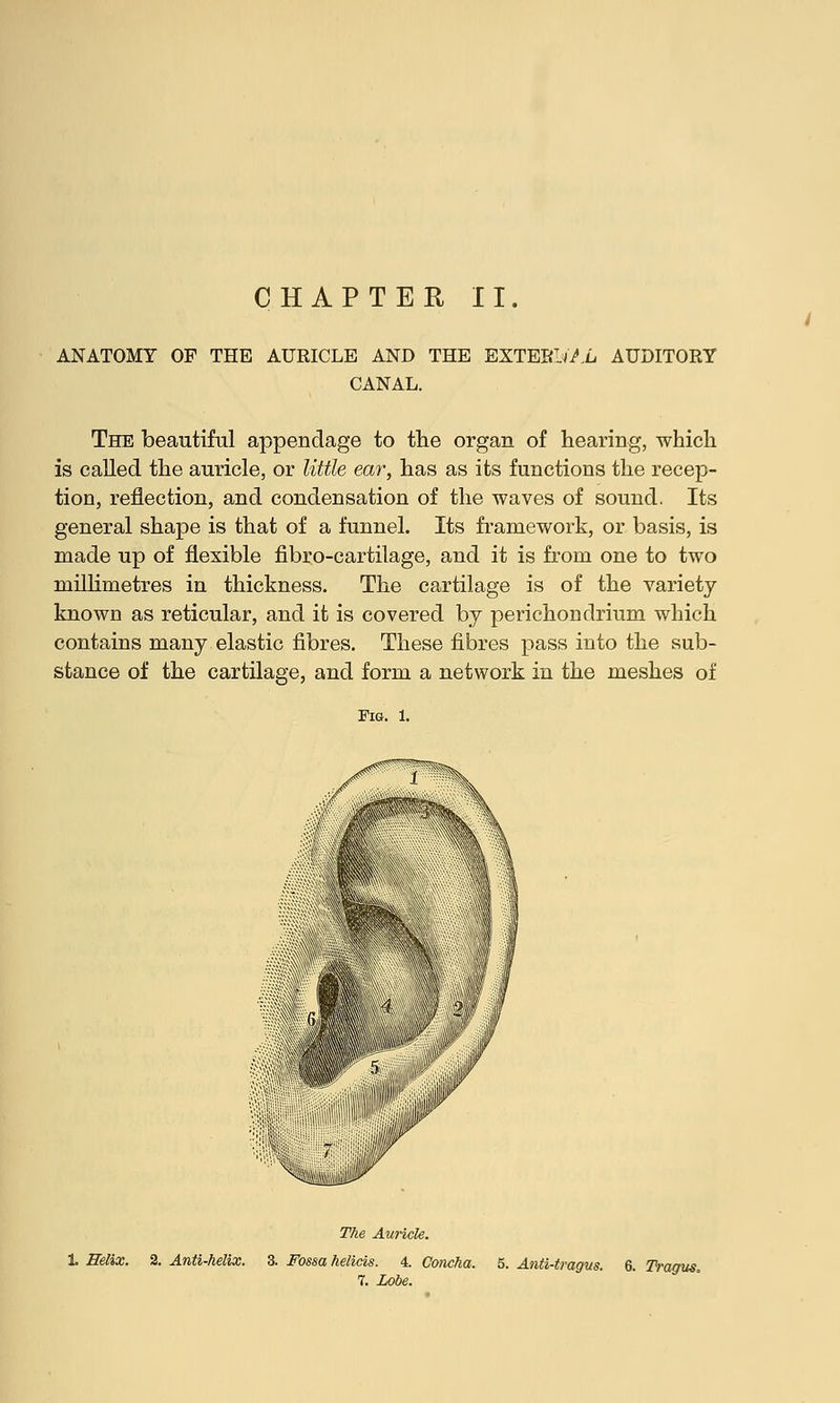CHAPTER II. ANATOMY OP THE AURICLE AND THE EXTERNAL AUDITORY CANAL. The beautiful appendage to the organ of hearing, which is called the auricle, or little ear, has as its functions the recep- tion, reflection, and condensation of the waves of sound. Its general shape is that of a funnel. Its framework, or basis, is made up of flexible fibro-cartilage, and it is from one to two millimetres in thickness. The cartilage is of the variety- known as reticular, and it is covered by perichondrium which contains many elastic fibres. These fibres pass into the sub- stance of the cartilage, and form a network in the meshes of 1 Helix. 3. Anti-helix. 4. Concha. 7. Lobe. S. Tragus,