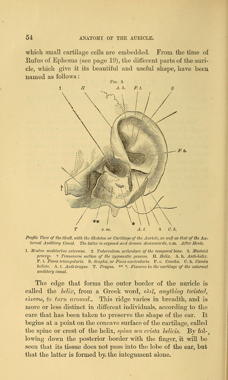 which small cartilage cells are embedded. From the time of Rufus of Ephesus (see page 19), the different parts of the auri- cle, which give it its beautiful and useful shape, have been named as follows : Fig. 2. A. h. i Profile Vieic of the Skull, with the Skeleton or Cartilage of the Auricle, as well as that of thb Ex- ternal Auditory Canal. The latter is exposed and drawn downwards, cm. AfterHenle. 1. Meatus auditorius externus. 2. Tuberculum articulare of the temporal bone. 3. Mastoid process, t Transverse section of the zygomatic process. H. Helix. A. h. Anti-helix. F. t. Fossa triangularis. S. Scapha, or Fossa navicularis. F. c. Concha. C. h. Cauda helicis. A. t. Anti-tragus. T. Tragus. ** *. Fissures in the cartilage of the external auditory canal. The edge that forms the outer border of the auricle is called the helix, from a Greek word, ekii;, anything twisted, salogg), to turn around.. This ridge varies in breadth, and is more or less distinct in different individuals, according to the care that has been taken to preserve the shape of the ear. It begins at a point on the concave surface of the cartilage, called the spine or crest of the helix, spina seu crista helicis. By fol-v lowing down the posterior border with the finger, it will be seen that its tissue does not pass into the lobe of the ear, but that the latter is formed by. the integument alone.