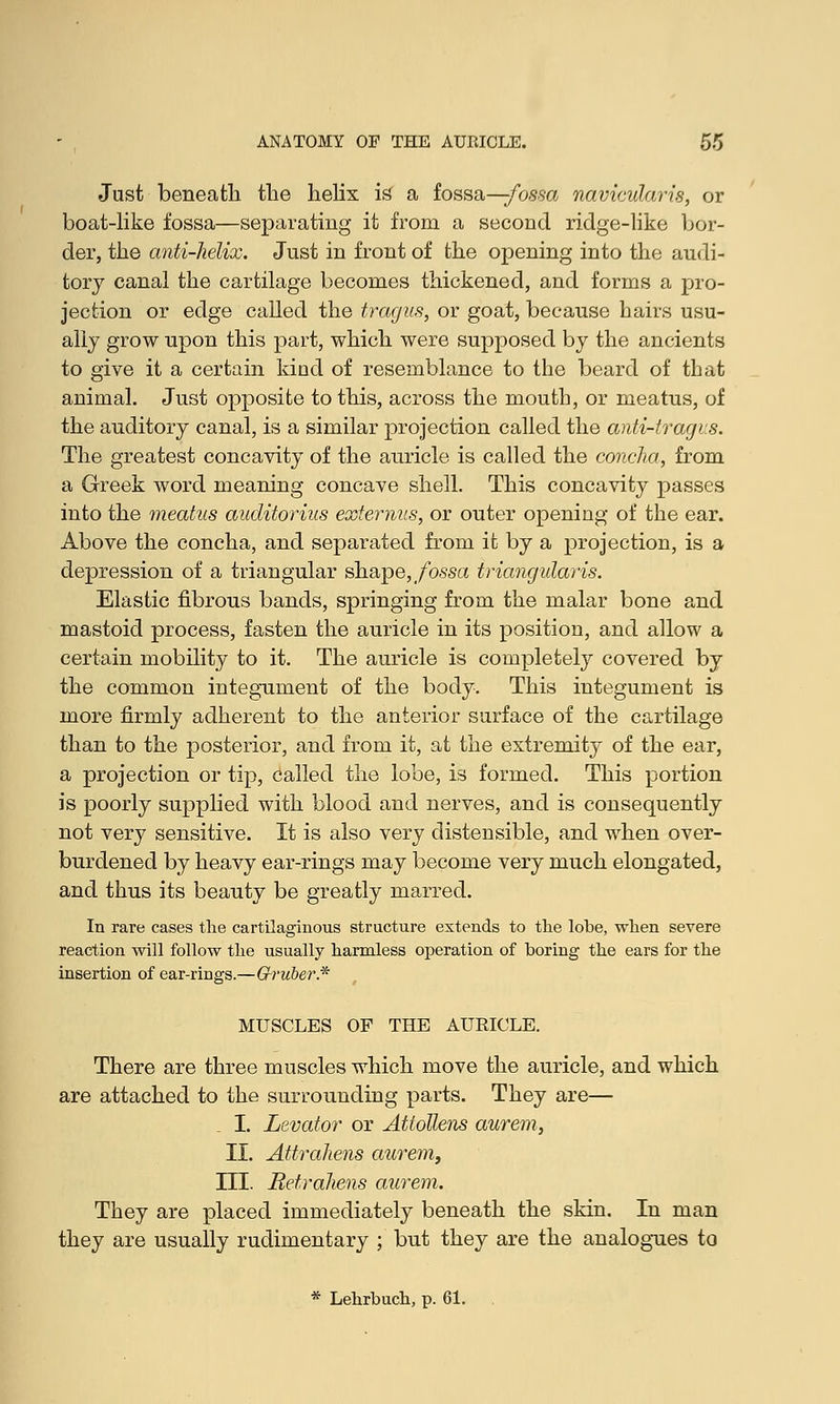 Just beneath the helix is a fossa—-fossa navicularis, or boat-like fossa—separating it from a second ridge-like bor- der, the anti-helix. Just in front of the opening into the audi- tory canal the cartilage becomes thickened, and forms a pro- jection or edge called the tragus, or goat, because hairs usu- ally grow npon this part, which were supposed by the ancients to give it a certain kiod of resemblance to the beard of that animal. Just opposite to this, across the mouth, or meatus, of the auditory canal, is a similar projection called the anti-tragvs. The greatest concavity of the auricle is called the concha, from a Greek word meaning concave shell. This concavity passes into the meatus auditorius externus, or outer opening of the ear. Above the concha, and separated from it by a projection, is a depression of a triangular shape, fossa triangularis. Elastic fibrous bands, springing from the malar bone and mastoid process, fasten the auricle in its position, and allow a certain mobility to it. The auricle is completely covered by the common integument of the body. This integument is more firmly adherent to the anterior surface of the cartilage than to the posterior, and from it, at the extremity of the ear, a projection or tip, called the lobe, is formed. This portion is poorly supplied with blood and nerves, and is consequently not very sensitive. It is also very distensible, and when over- burdened by heavy ear-rings may become very much elongated, and thus its beauty be greatly marred. In rare cases the cartilaginous structure extends to the lobe, when severe reaction will follow the usually harmless operation of boring the ears for the insertion of ear-rings.—Gi'uber.* MUSCLES OF THE AUEICLE. There are three muscles which move the auricle, and which are attached to the surrounding parts. They are— . I. Levator or Attollens aurem, II. Attrahens aurem, III. Betrahens aurem. They are placed immediately beneath the skin. In man they are usually rudimentary ; but they are the analogues to * Lehrbuch, p. 61.