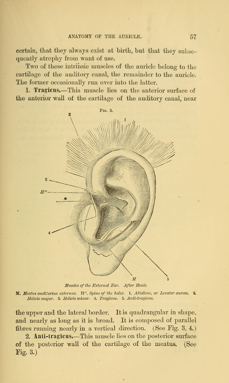 certain, that they always exist at birth, but that they subse- quently atrophy from want of use. Two of these intrinsic muscles of the auricle belong to the cartilage of the auditory canal, the remainder to the auricle. The former occasionally run over into the latter. 1. Tragicus,—This muscle lies on the anterior surface of the anterior wall of the cartilage of the auditory canal, near \ M 5 Muscles of the External Ear. After Henle. M. Meatus auditorius extemus. H. Spine of the helix. 1. Attollens, or Levator aurem. & Helicis major. 3. Helicis minor. 4. Tragicus. 5. Anli-tragicus. the upper and the lateral border. It is quadrangular in shape, and nearly as long as it is broad. It is composed of parallel fibres running nearly in a vertical direction. (See Fig. 3, 4.) 2. Anti-tragicus.—This muscle lies on the posterior surface of the posterior wall of the cartilage of the meatus. (See Kg. 3.)