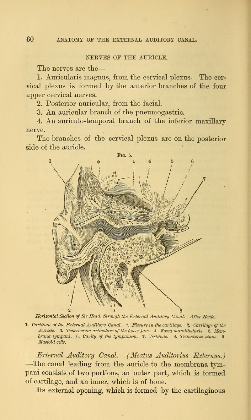 NERVES OF THE AURICLE. The nerves are the— 1. Auricularis magnus, from the cervical plexus. The cer- vical plexus is formed by the anterior branches of the four upper cervical nerves. 2. Posterior auricular, from the facial. 3. An auricular branch of the pneumogastric. 4. An auriculo-temporal branch of the inferior maxillary nerve. The branches of the cervical plexus are on the posterior side of the auricle. Fig. 5. I # 14 5 6 Horizontal Section of the Head, through the External Auditory Canal. After Henk. 1. Cartilage of the External Auditonj Canal. *. Fissure in the cartilage. 2. Cartilage of the Auricle. 3. Tuberculum articulare of the loiverjaw. 4. Fossa mandibularis. 5. Mem- brana tympani. 6. Cavity of the tympanum. 7. Vestibule. 8. Transverse sinus. 9. Mastoid cells. External Auditory Canal. (Meatus Auditorius Externus.) —The canal leading from the auricle to the membrana tym- pani consists of two portions, an outer part, which is formed of cartilage, and an inner, which is of bone. Its external opening, which is formed by the cartilaginous