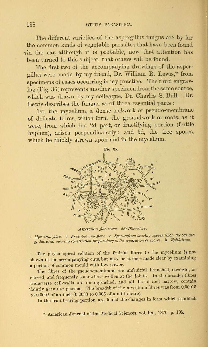 The different varieties of the aspergillus fungus are by far the common kinds of vegetable parasites that have been found j in the ear, although it is probable, now that attention has been turned to this subject, that others will be found. The first two of the accompanying drawings of the asper- gillus were made by my friend, Dr. William B. Lewis,* from specimens of cases occurring in my practice. The third engrav- ing (Fig. 36) represents another specimen from the same source, which was drawn by my colleague, Dr. Charles S. Bull. Dr. Lewis describes the fungus as of three essential parts : 1st, the mycelium, a dense network or pseudo-membrane of delicate fibres, which form the groundwork or roots, as it were, from which the 2d part, or fructifying portion (fertile hyphen), arises perpendicularly; and 3d, the free spores, which lie thickly strewn upon and in the mycelium. Aspergillus flavescens. 220 Diameters. a. Mycelium fibre, h. Fruit-bearing fibre, c. Sporangium-bearing spores upon the basidta. g, Basidia, showing constriction preparatory to the separation of spores, k. Epithelium. The physiological relation of the fruitful fibres to the mycelium is not shown in the accompanying cuts, but may be at once made clear by examining a portion of common mould with low power. The fibres of the pseudo-membrane are unfruitful, branched, straight, or curved, and frequently somewhat swollen at the joints. In the broader fibres transverse cell-walls are distinguished, and all, broad and narrow, contain ' faintly granular plasma. The breadth of the mycelium fibres was from 0.00015 to 0.0002 of an inch (0.C038 to 0.005 of a millimetre). In the fruit-bearing portion are found the changes in form which establish