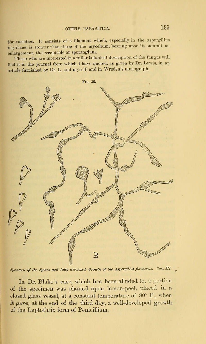 the varieties. It consists of a filament, which, especially in the aspergillns nigricans, is stouter than those of the mycelium, bearing upon its summit an enlargement, the receptacle or sporangium. Those who are interested in a fuller botanical description of the fungus will fiud it in the journal from which I have quoted, as given by Dr. Lewis, in an article furnished by Dr. L. and myself, and in Wreden's monograph. Specimen of the Growth of the Aspergillus flavescens. Case III. m In Dr. Blake's case, which has been alluded to, a portion of the specimen was planted upon lemon-peel, placed in a closed glass vessel, at a constant temperature of 80° F., when it gave, at the end of the third day, a well-developed growth of the Leptothrix form of Penicillium.