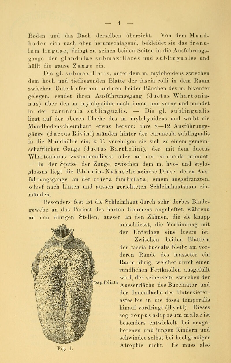 Boden und das Dach derselben überzieht. Von dem Mund- boden sich nach oben herumschlagend, bekleidet sie das frenu- lum linguae, dringt zu seinen beiden Seiten in die Ausführungs- giinge der glandulae submaxillares und sublinguales und hüllt die ganze Zunge ein. Die gl. submaxillaris, unter dem in. mylohoideus zwischen dem hoch und tiefliegenden Blatte der fascia colli in dem Raum zwischen Unterkieferrand und den beiden Bäuchen des m. biventer gelegen, sendet ihren Ausführungsgang (ductus Whartonia- nus) über den m. mylohyoidus nach innen und vorne und mündet in der caruncula subungualis. — Die gl. subungualis liegt auf der oberen Fläche des m. mylohyoideus und wölbt die Mundbodenschleimhaut etwas hervor; ihre 8—12 Ausführungs- gänge (ductus Rivini) münden hinter der caruncula subungualis in die Mundhöhle ein, z. T. vereinigen sie sich zu einem gemein- schaftlichen Gange (ductus Bartholini), der mit dem ductus Whartonianus zusammenfliesst oder an der caruncula mündet. — In der Spitze der Zunge zwischen dem m. hyo- und stylo- glossus liegt die Blan din-Nuhnsche .acinöse Drüse, deren Aus- führungsgänge an der crista fimbriata, einem ausgefranzten, schief nach hinten und aussen gerichteten Schleimhautsaum ein- münden. Besonders fest ist die Schleimhaut durch sehr derbes Binde- gewebe an das Periost des harten Gaumens angeheftet, während an den übrigen Stellen, ausser an den Zähnen, die sie knapp umschliesst, die Verbindung mit der Unterlage eine losere ist. Zwischen beiden Blättern der fascia buccalis bleibt am vor- deren Rande des masseter ein Raum übrig, welcher durch einen rundlichen Fettknollen ausgefüllt wird, der seinerseits zwischen der pap. o ia a J^ussen£i^cne ^es Buccinator und der Innenfläche des Unterkiefer- astes bis in die fossa temporalis hinauf vordringt (Hyrtl). Dieses sog.corpus adiposum malaeist besonders entwickelt bei neuge- borenen und jungen Kindern und schwindet selbst bei hochgradiger Atrophie nicht. Es muss also