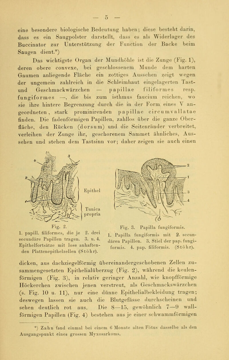 eine besondere biologische Bedeutung haben; diese bestellt darin. dass es ein Saugpolster darstellt, dass es als Widerlager des Buccinator zur Unterstützung der Function der Backe beim Saugen dient.*) Das wichtigste Organ der Mundhöhle ist die Zunge (Fig. 1), deren obere convexe, bei geschlossenem Munde dem harten Gaumen anliegende Fläche ein zottiges Ausseheil zeigt wegen der ungemein zahlreich in die Schleimhaut eingelagerten Tast- und Geschmack wärzchen — papillae filiformes resp. fungiformes —, die bis zum isthmus faucium reichen, wo sie ihre hintere Begrenzung durch die in der Form eines V an- geordneten , stark prominirenden papillae circ umvallatae finden. Die fadenförmigen Papillen, zahllos über die ganze Ober- fläche, den Rücken (dorsum) und die Seitenränder verbreitet, verleihen der Zunge ihr, geschorenem Sammet ähnliches, Aus- sehen und stehen dem Tastsinn vor; daher zeigen sie auch einen Epithel Tunica propria . Fig- 2- . 1. papill. filiformes, die je 2. drei seeundäre Papillen tragen. 3. u. 4. Epithelfortsätze mit lose anhaften- den Plattenepithelzellen (Stöhr). Fig. 3. Papilla fungiformis. 1. Papilla fungiformis mit 2. seeun- dären Papillen. 3. Stiel der pap. fungi- formis. 4. pap. filiformis. (Stöhr). dicken, aus dachziegelförmig übereinandergeschobenen Zellen zu- sammengesetzten Epithelialüberzug (Fig. 2), während die keulen- förmigen (Fig. 3), in relativ geringer Anzahl, wie knöpf förmige Höckerchen zwischen jenen verstreut, als Geschmackswärzchen (s. Fig. 10 u. 11), nur eine dünne Epithelialbekleidung tragen; deswegen lassen sie auch die Blutgefässe durchscheinen und sehen deutlich rot aus. Die 8—15, gewöhnlich 7—9 Avall- förmigen Papillen (Fig. 4) bestehen aus je einer schwammförmigen *) Zahn fand einmal hei einem 6 Monate alten Fötus dasselbe als den Ausgangspunkt eines grossen Myxosarkoms.