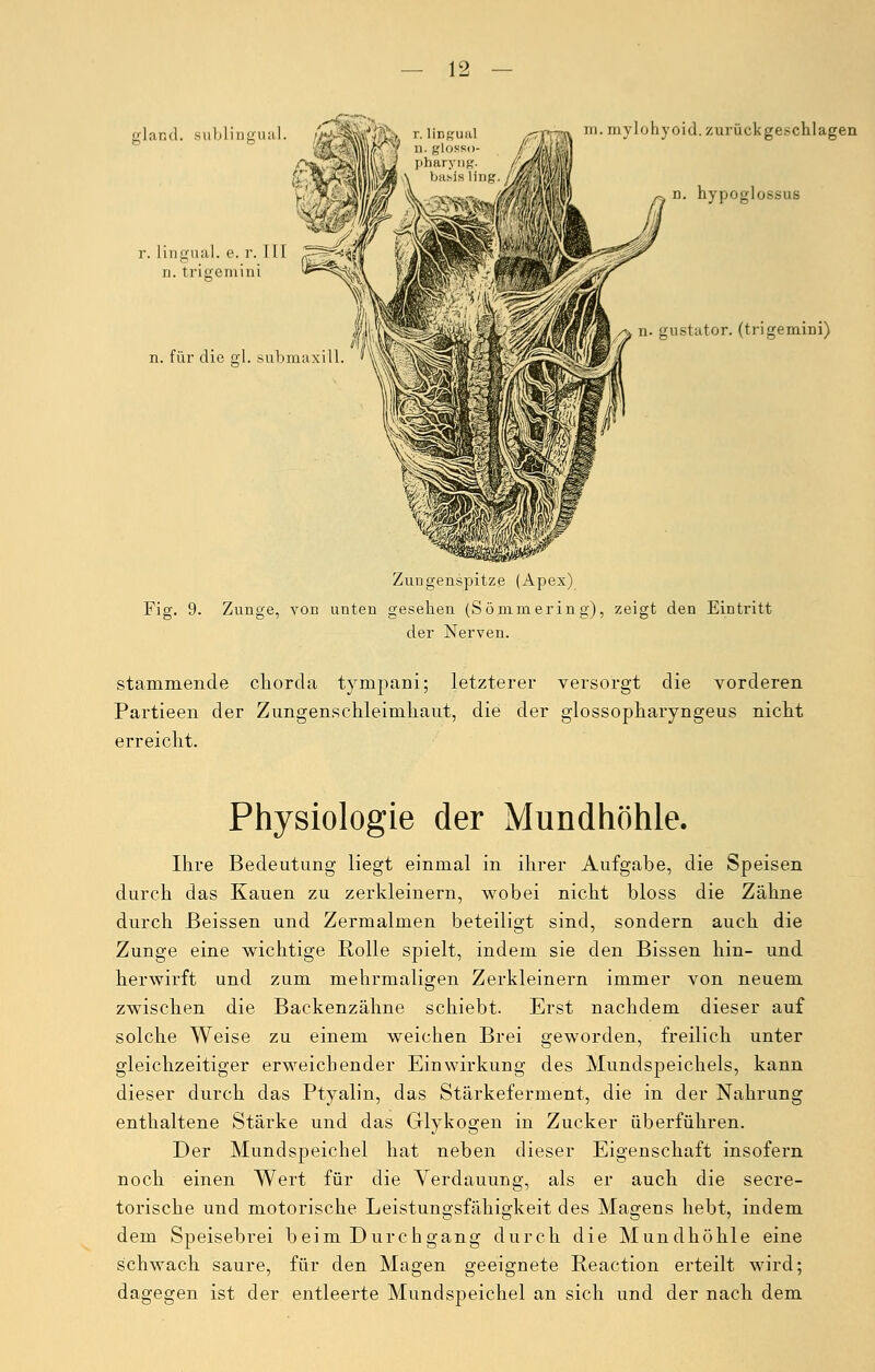 nd. sublingual. '^k^l[-' r. lingual ,:|K1K''' D.glOSSO- r. lingual, e. r. III iF^^t n. trigemini *^~^AV n. für die gl. submaxill. m.mylohyoid. zurückgeschlagen n. hypoglossus n. gustator. (trigemini) Zungenspitze (Apex) Fig. 9. Zunge, von unten gesehen (Sömmering), zeigt den Eintritt der Nerven. stammende cliorcla tynipani; letzterer versorgt die vorderen Partieen der Zungenschleinihaut, die der glossopharyngeus nicht erreicht. Physiologie der Mundhöhle. Ihre Bedeutung liegt einmal in ihrer Aufgabe, die Speisen durch das Kauen zu zerkleinern, wobei nicht bloss die Zähne durch Beissen und Zermalmen beteiligt sind, sondern auch die Zunge eine wichtige Rolle spielt, indem sie den Bissen hin- und herwirft und zum mehrmaligen Zerkleinern immer von neuem zwischen die Backenzähne schiebt. Erst nachdem dieser auf solche Weise zu einem weichen Brei geworden, freilich unter gleichzeitiger erweichender Einwirkung des Mundspeichels, kann dieser durch das Ptyalin, das Stärkeferment, die in der Nahrung enthaltene Stärke und das Glykogen in Zucker überführen. Der Mundspeichel hat neben dieser Eigenschaft insofern noch einen Wert für die Verdauung, als er auch die secre- torische und motorische Leistungsfähigkeit des Magens hebt, indem dem Speisebrei beim Durchgang durch die Mundhöhle eine schwach saure, für den Magen geeignete Reaction erteilt wird; dagegen ist der entleerte Mundspeichel an sich und der nach dem